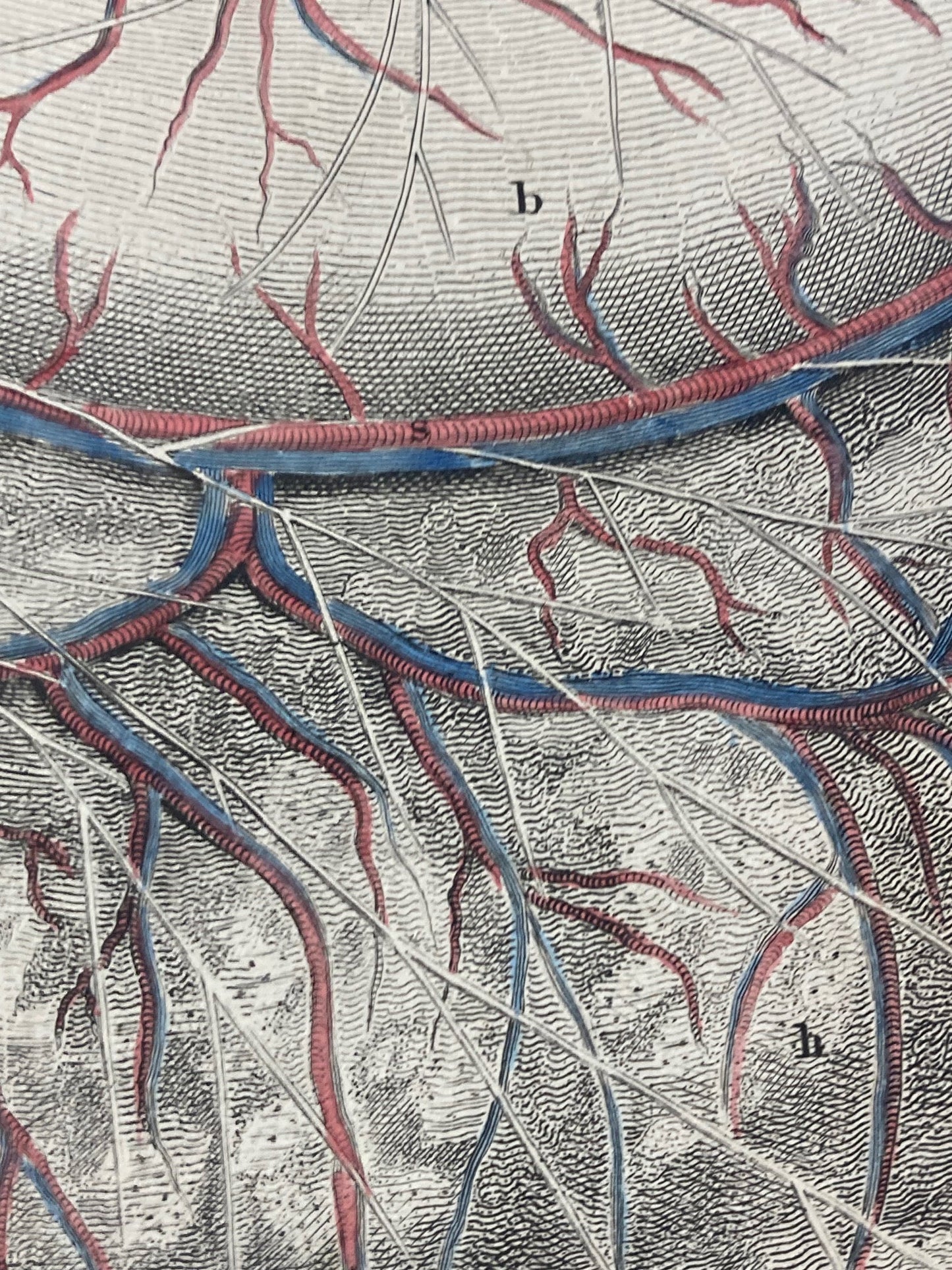 Early Anatomy - Plate IX - ORIGINAL - Room Four