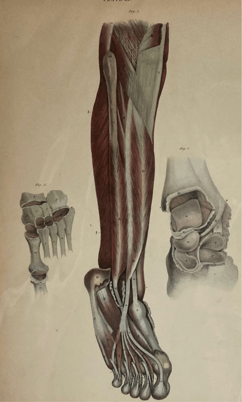 Early Anatomy - Plate LI - ORIGINAL - Room Four