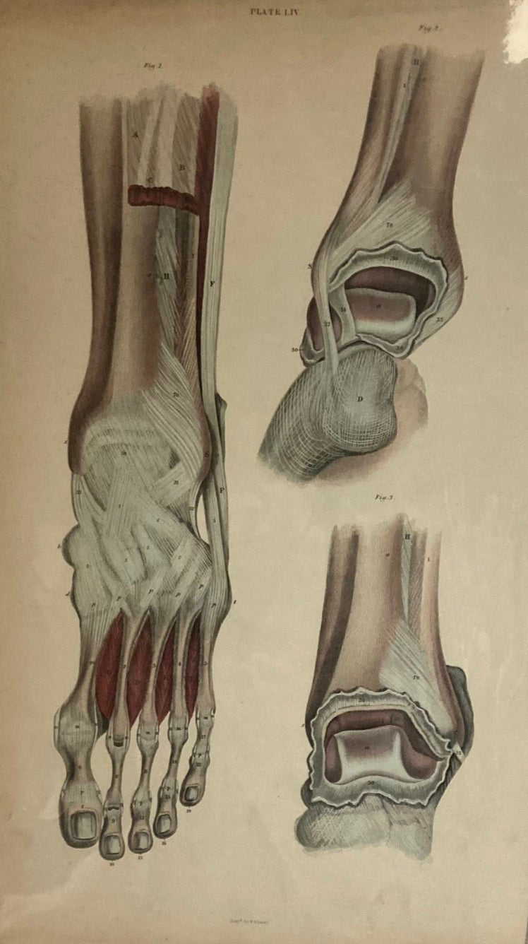 Early Anatomy - Plate LIV - ORIGINAL - Room Four