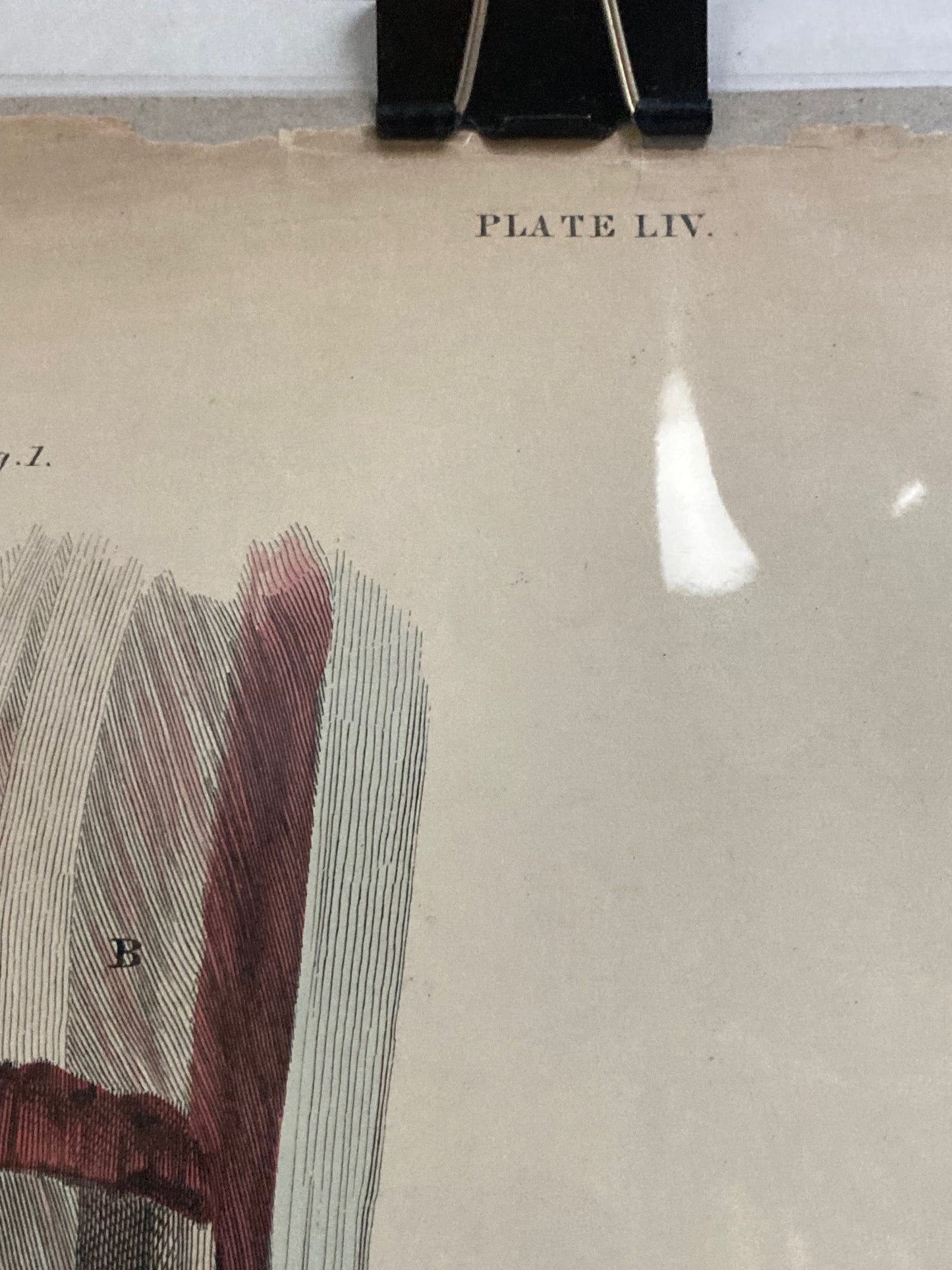Early Anatomy - Plate LIV - ORIGINAL - Room Four