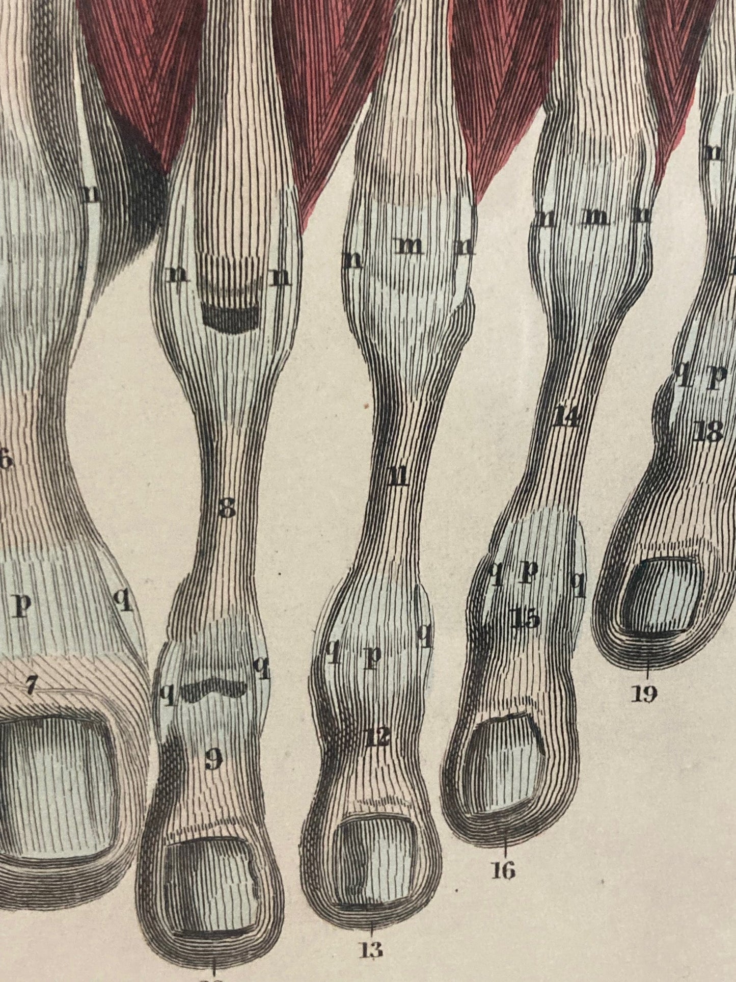 Early Anatomy - Plate LIV - ORIGINAL - Room Four