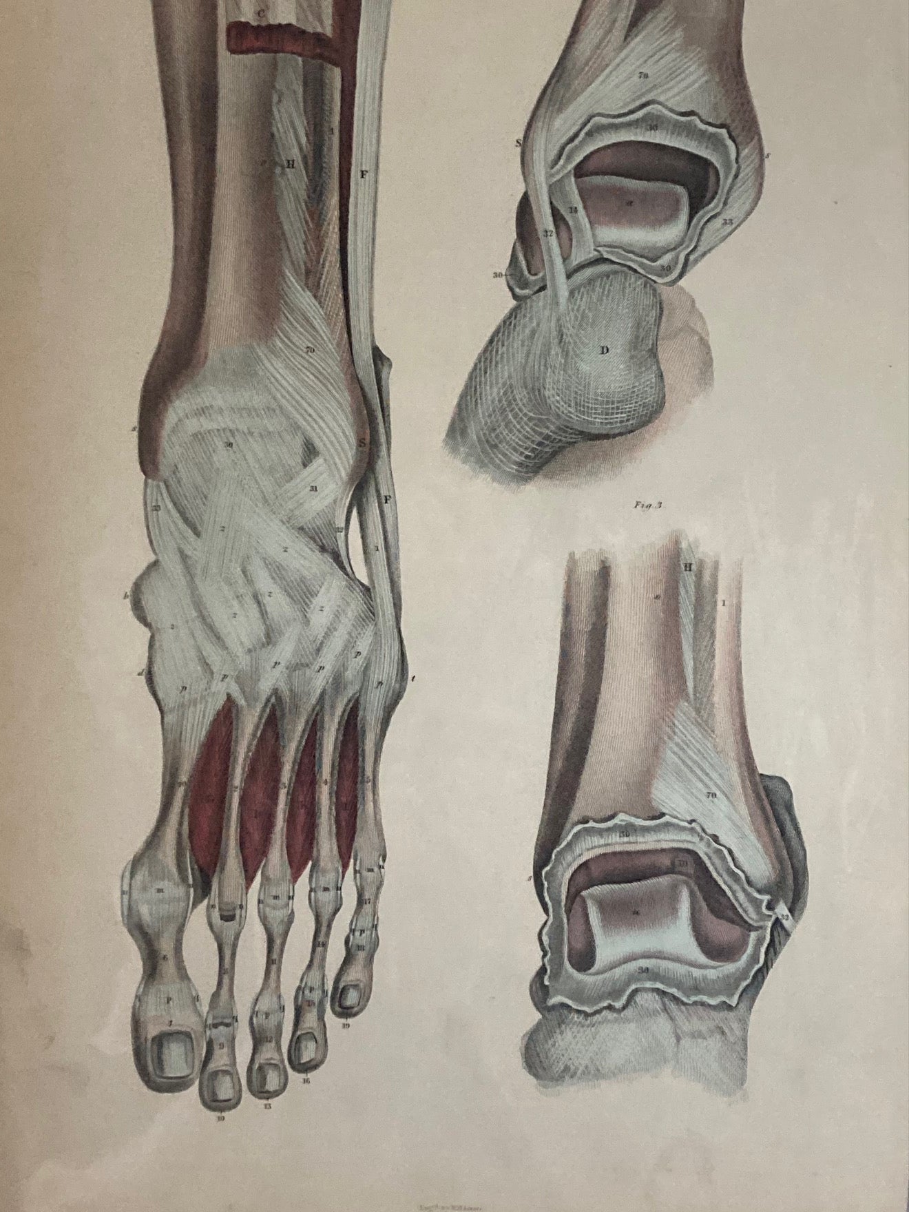 Early Anatomy - Plate LIV - ORIGINAL - Room Four