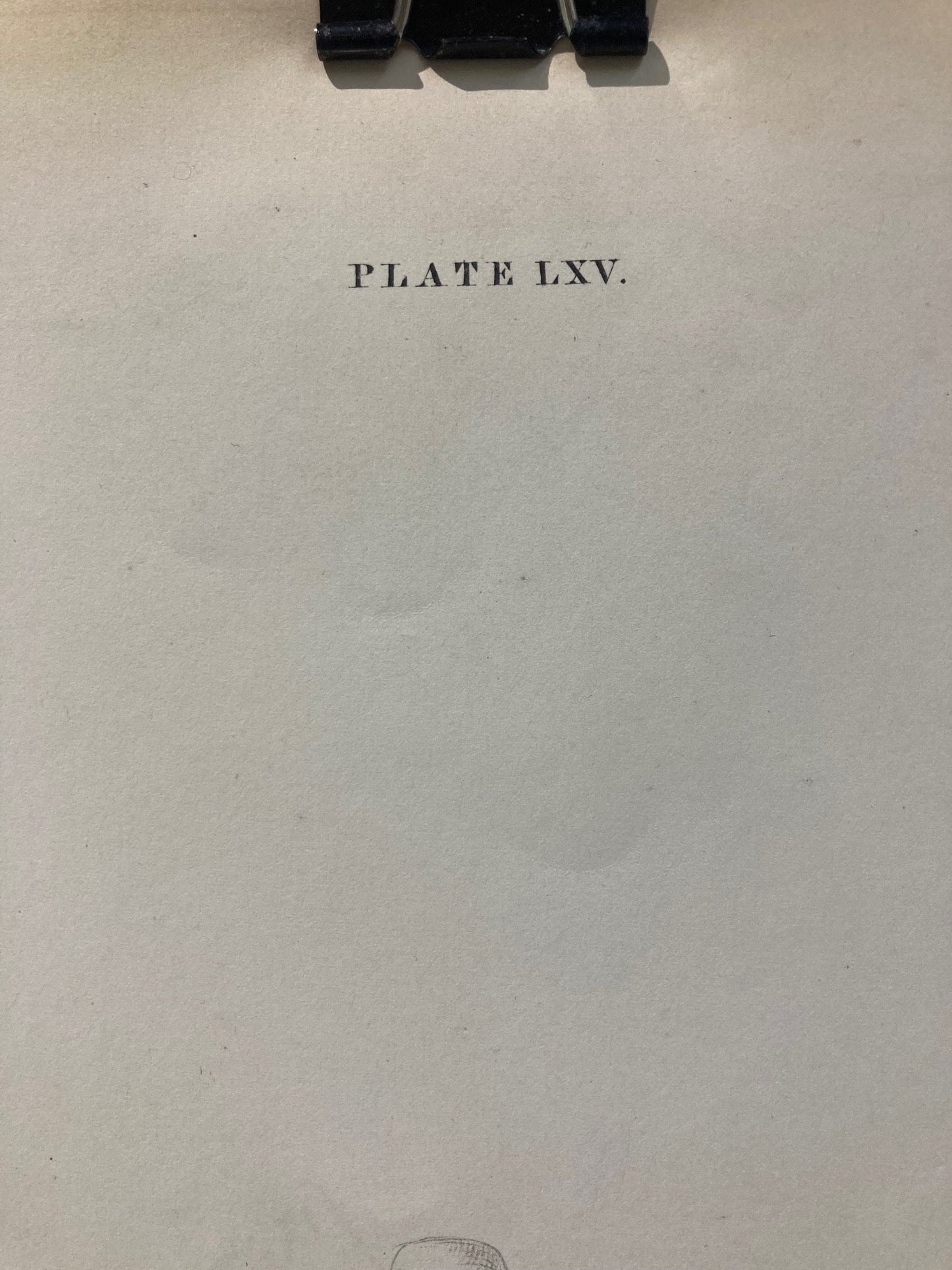 early anatomy - plate LXV - original - Room Four