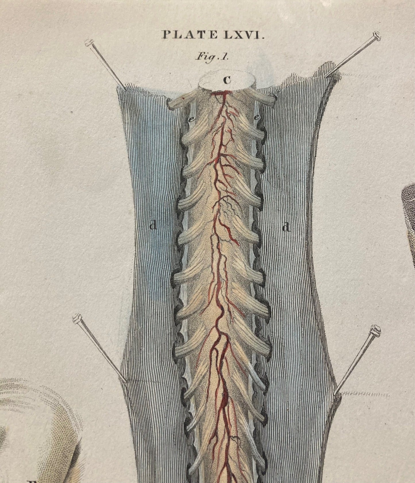 Early Anatomy - Plate LXVI - ORIGINAL - Room Four