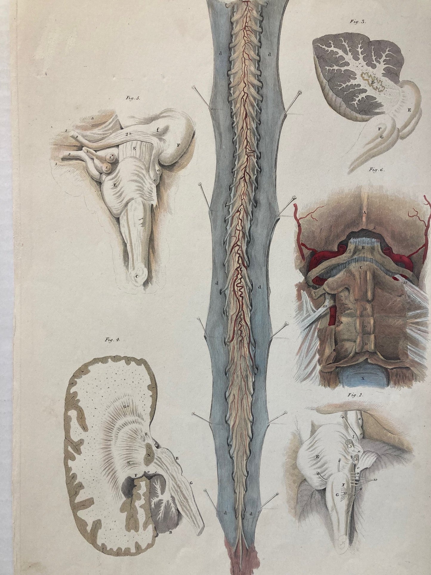 Early Anatomy - Plate LXVI - ORIGINAL - Room Four