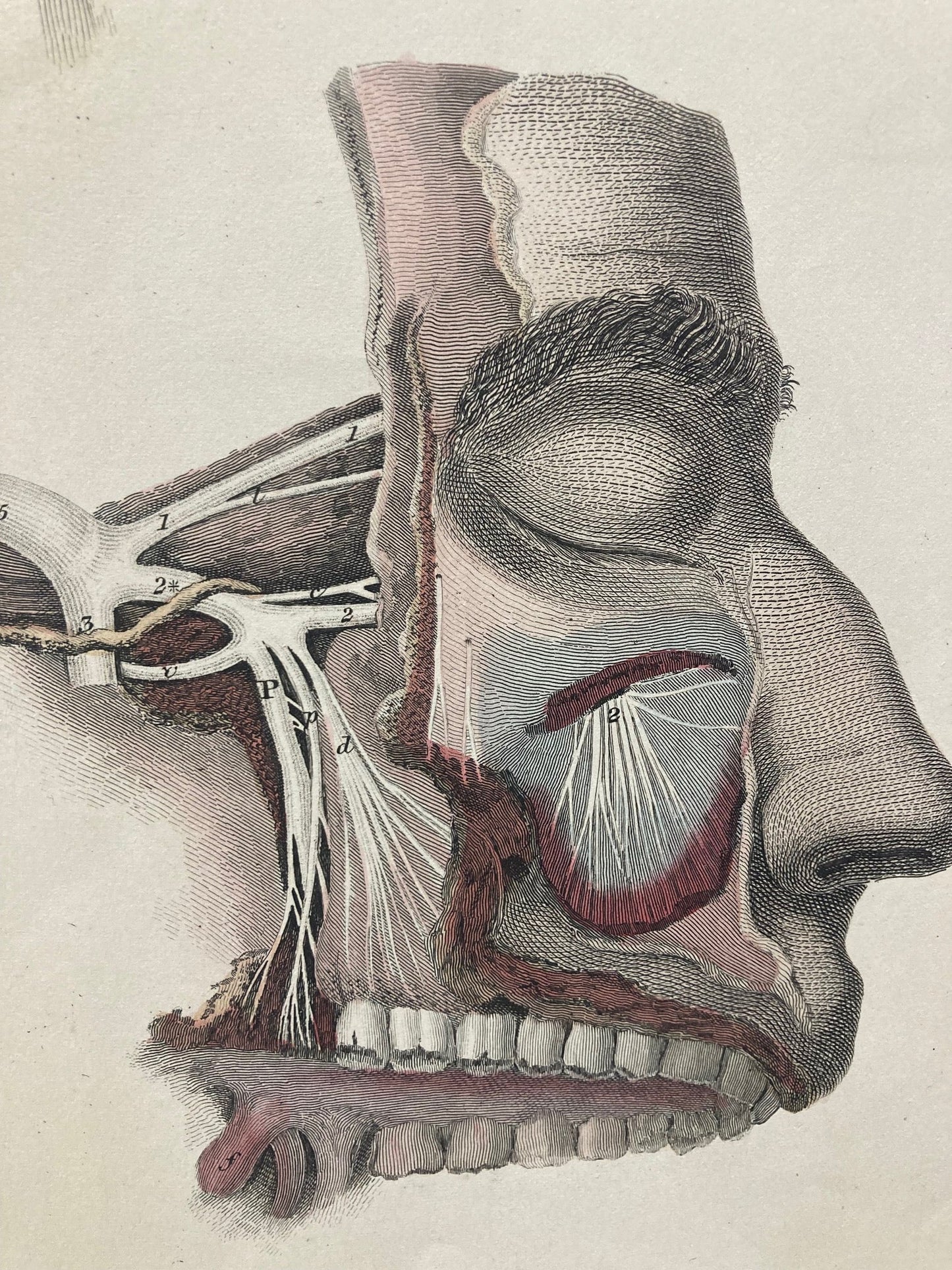 Early Anatomy - Plate LXXV - ORIGINAL - Room Four