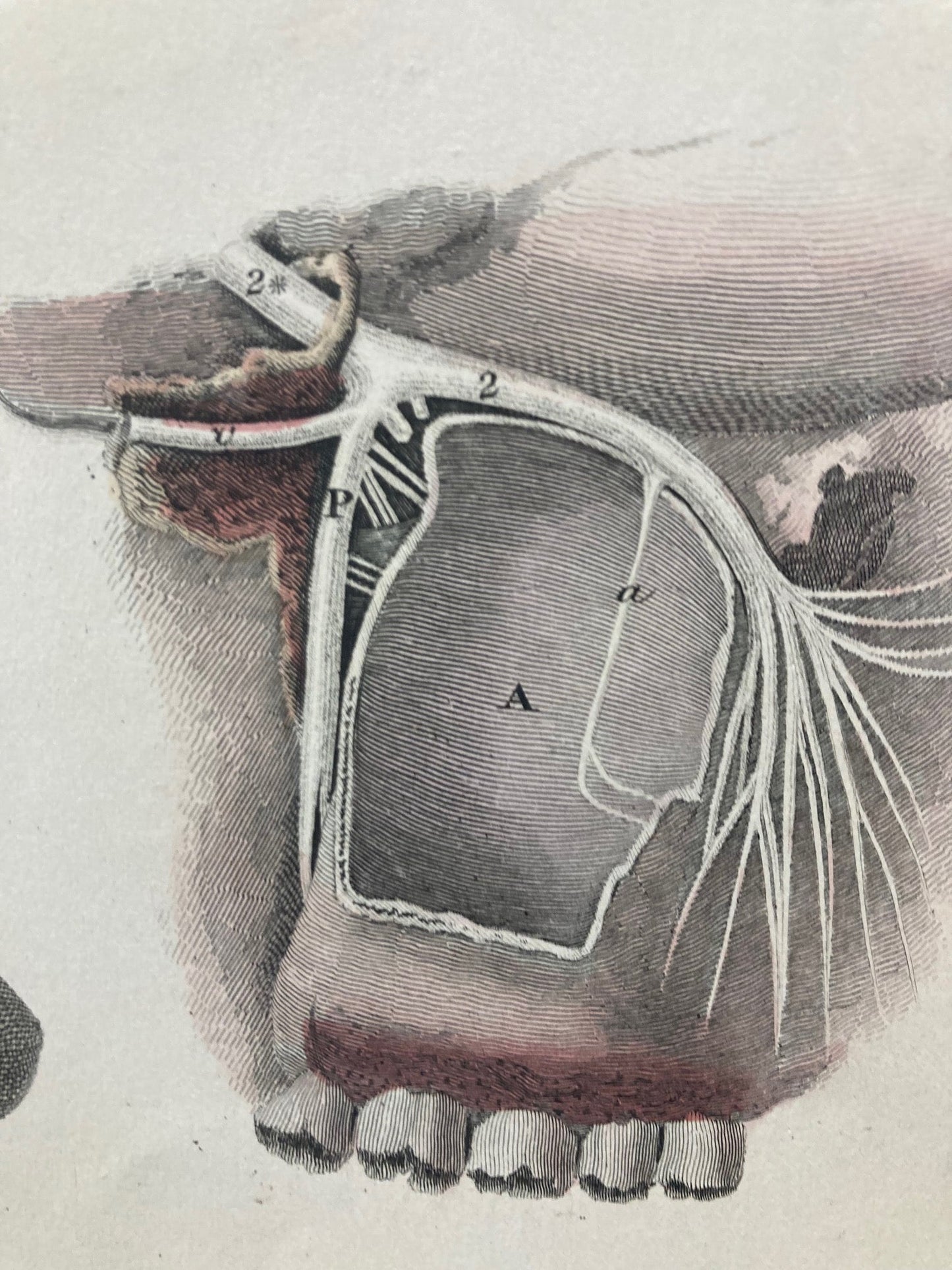 Early Anatomy - Plate LXXV - ORIGINAL - Room Four