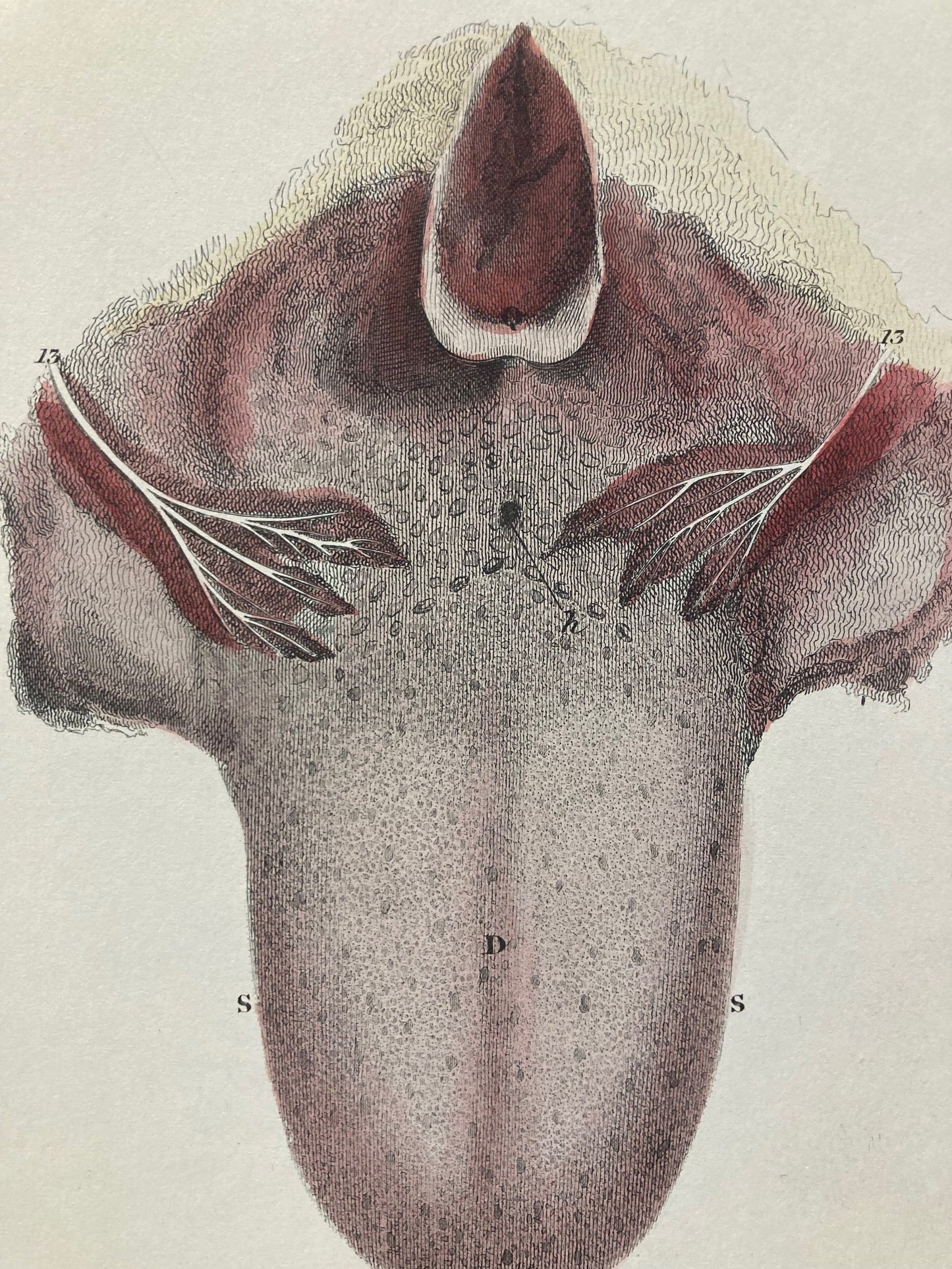 Early Anatomy - Plate LXXVI - ORIGINAL - Room Four