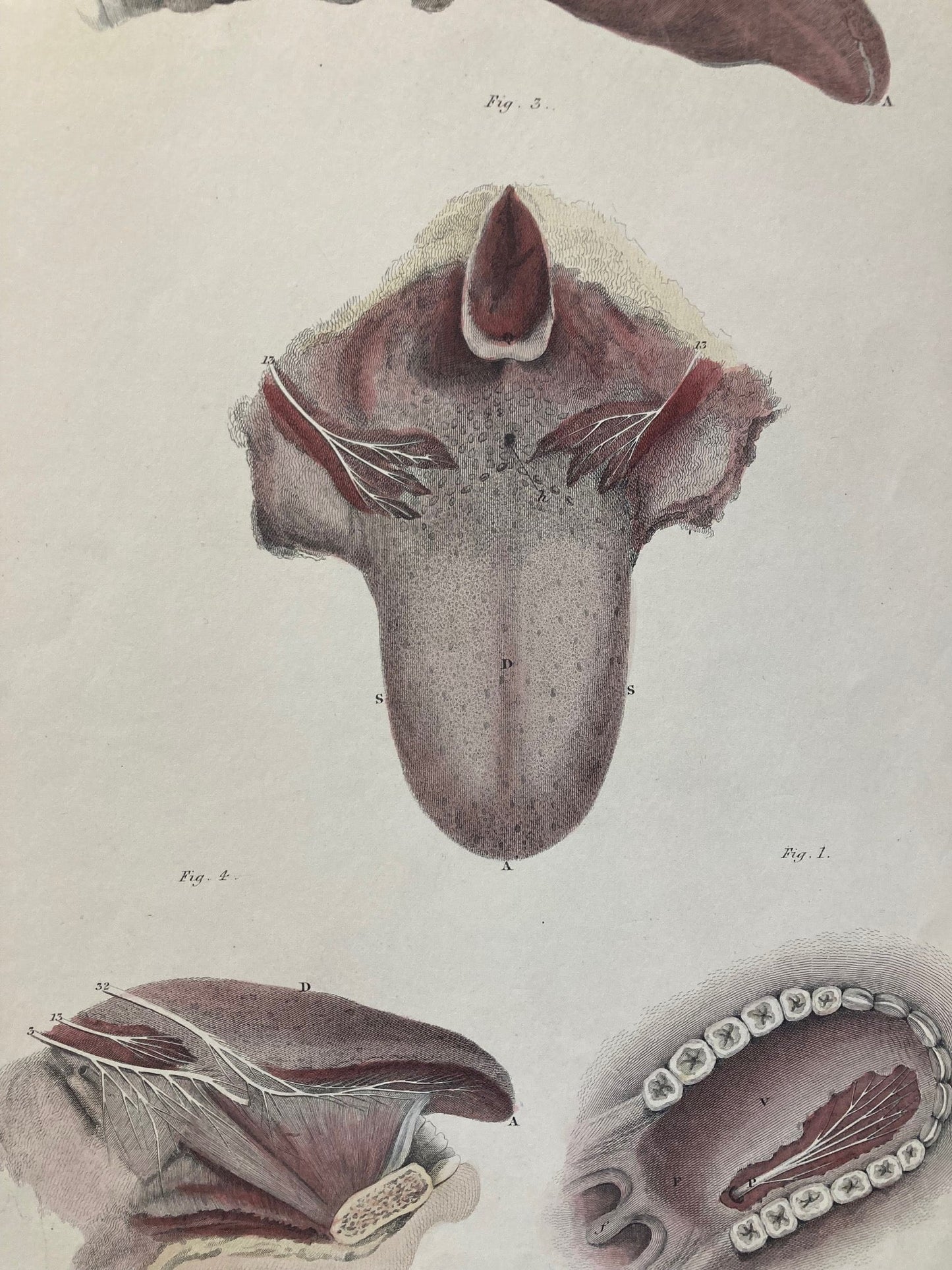 Early Anatomy - Plate LXXVI - ORIGINAL - Room Four