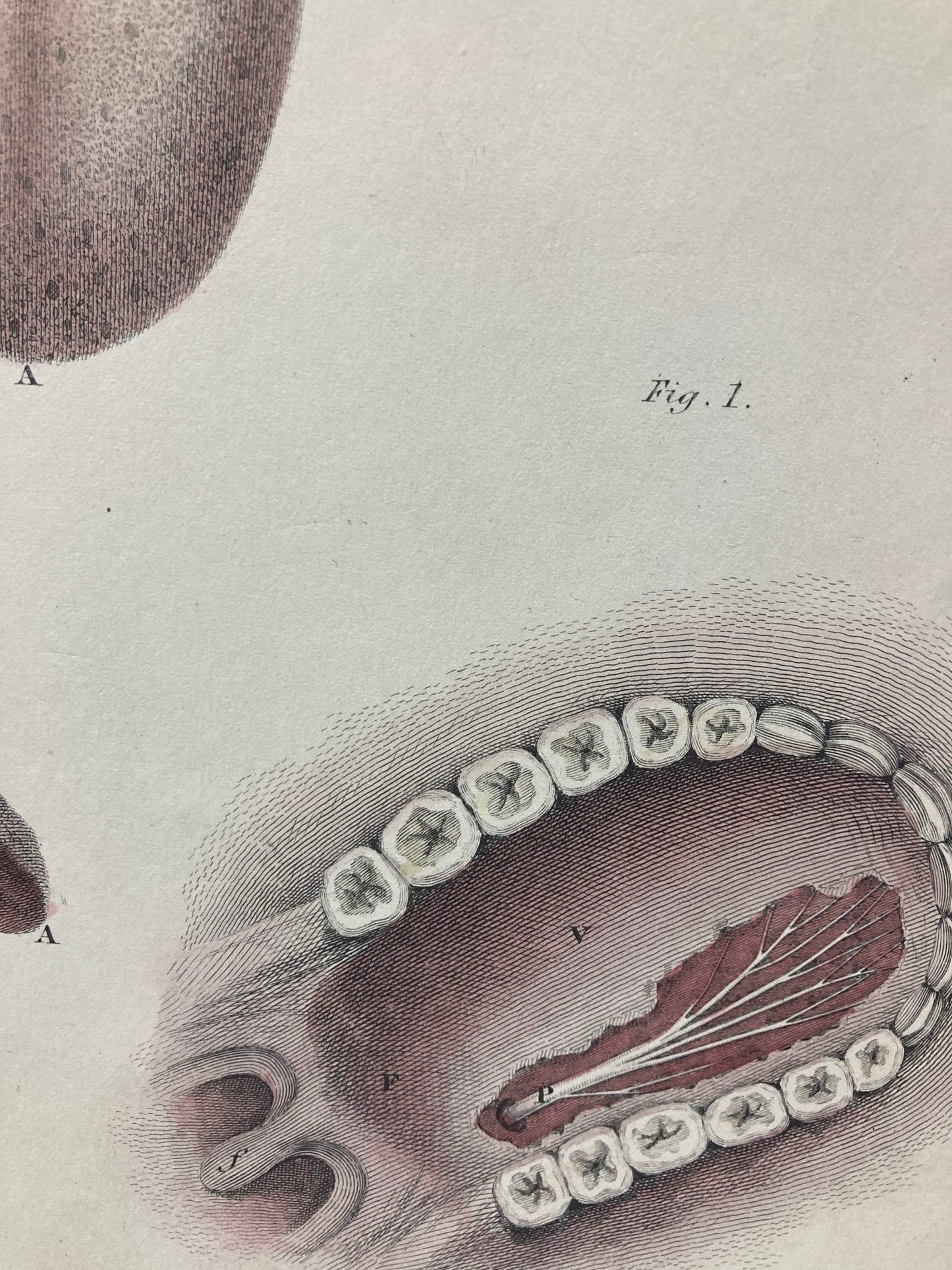 Early Anatomy - Plate LXXVI - ORIGINAL - Room Four