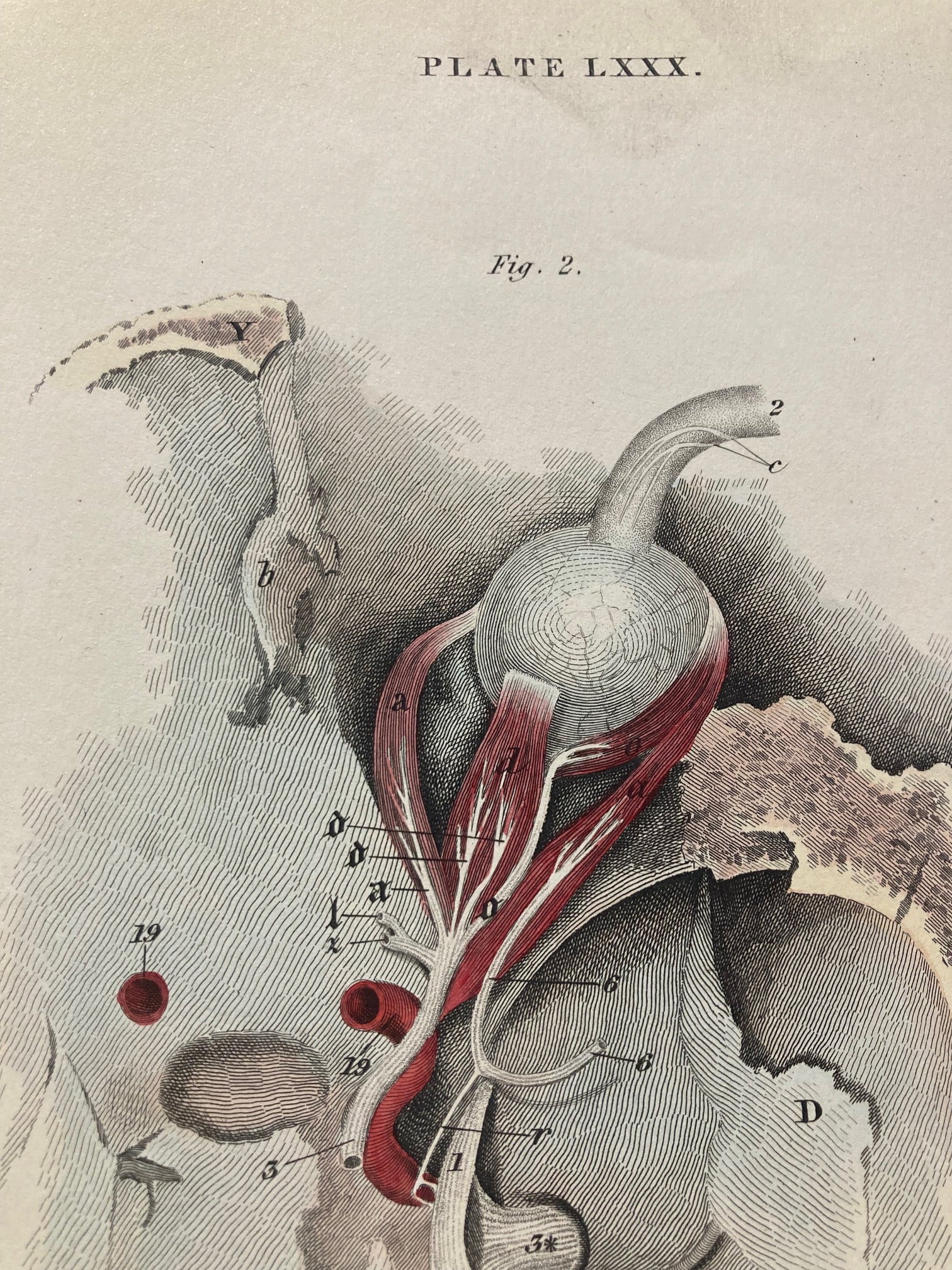 Early Anatomy - Plate LXXX - ORIGINAL - Room Four