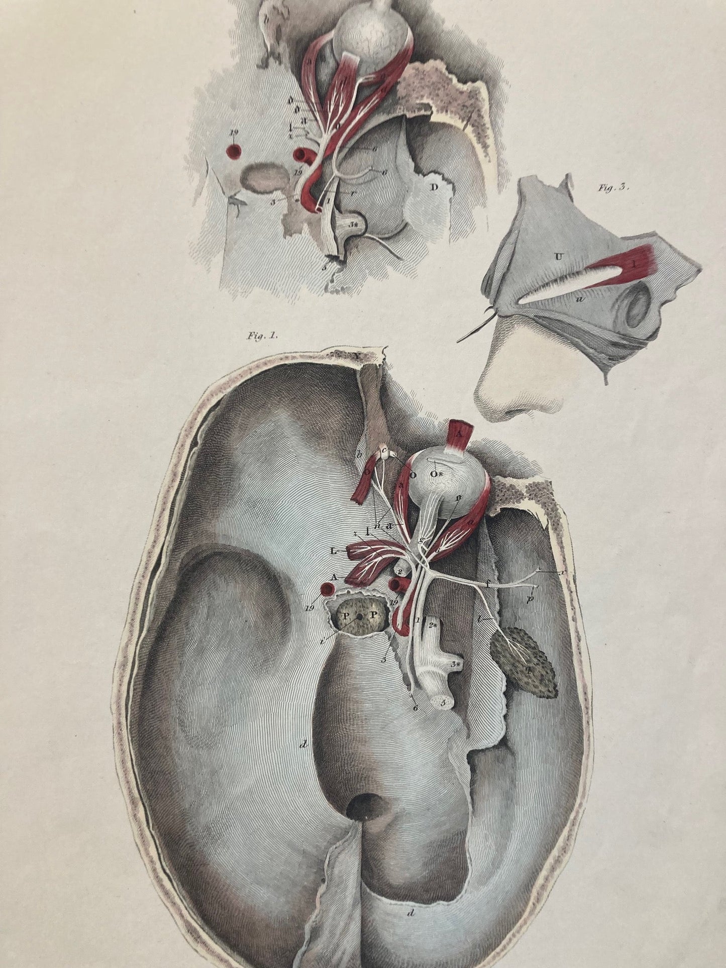 Early Anatomy - Plate LXXX - ORIGINAL - Room Four