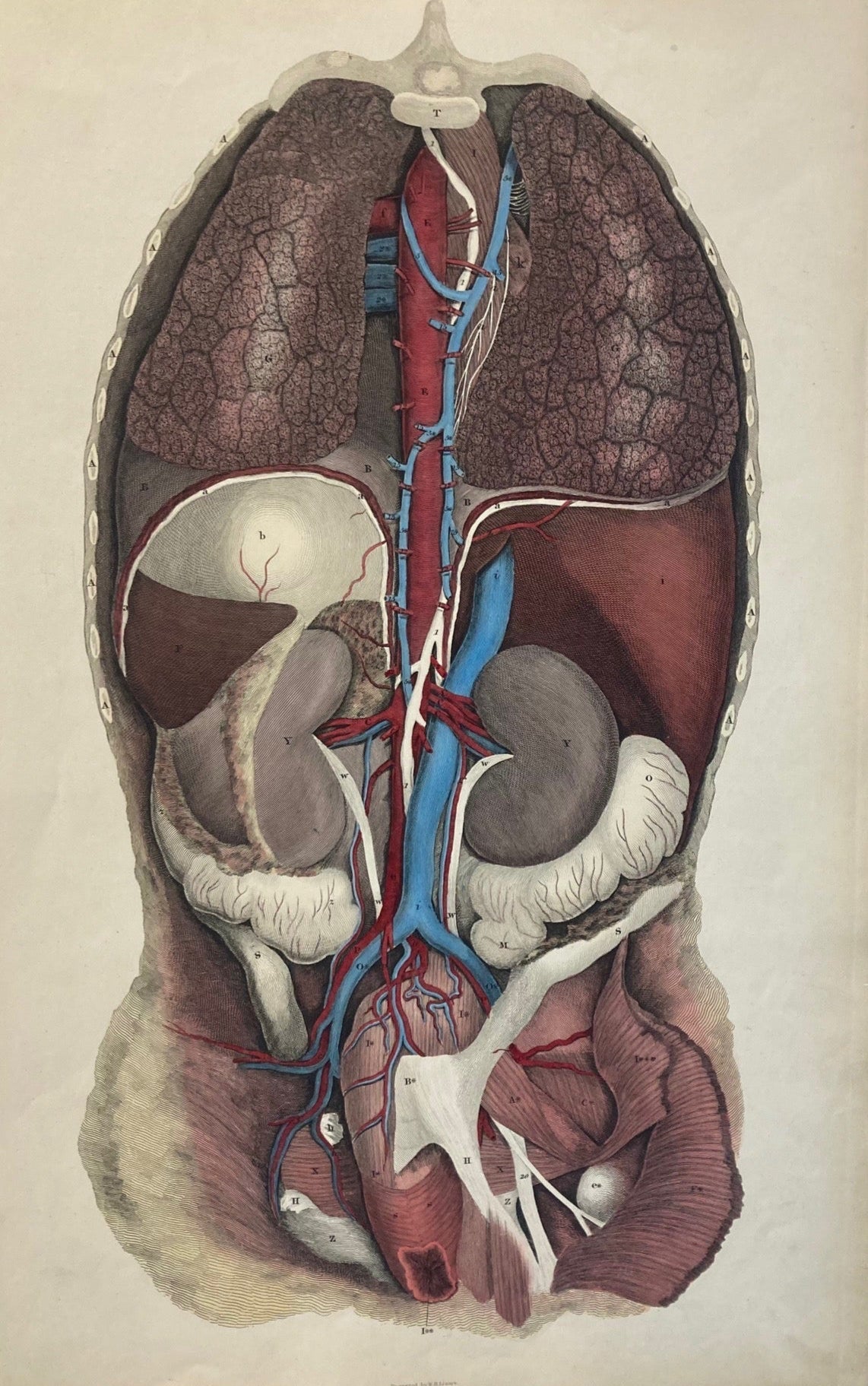 Early Anatomy - Plate LXXXIV - ORIGINAL - Room Four