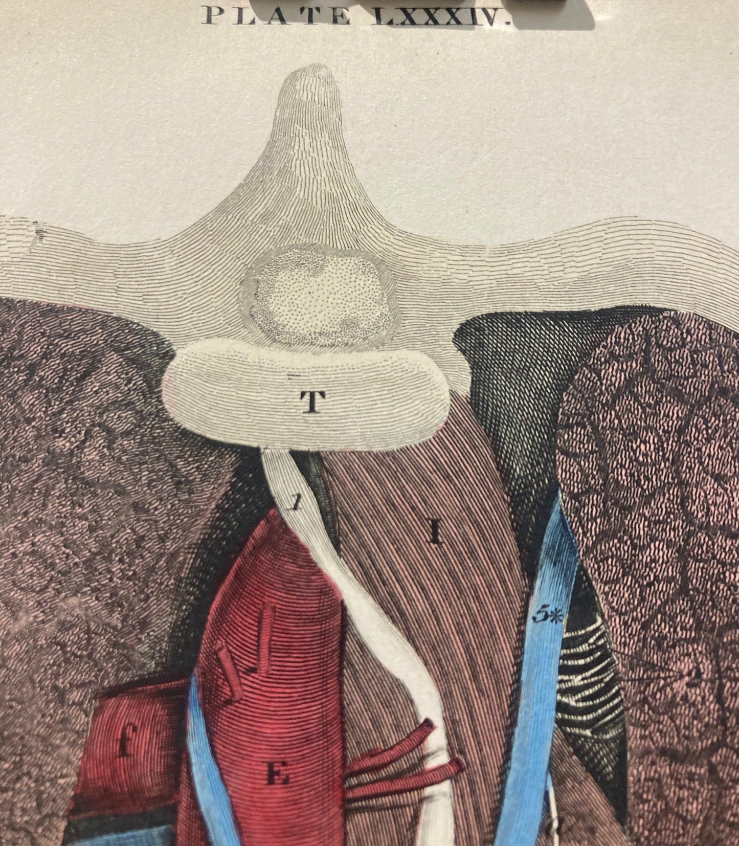 Early Anatomy - Plate LXXXIV - ORIGINAL - Room Four