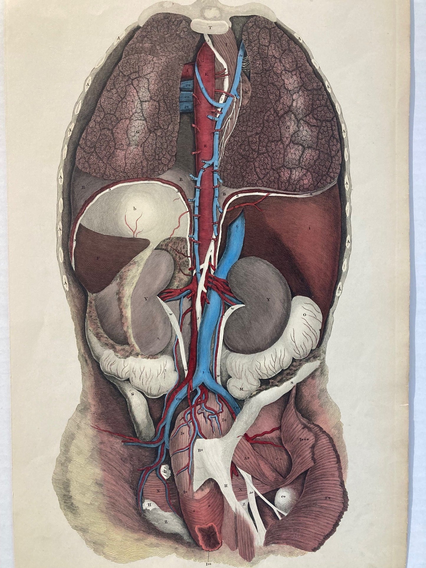 Early Anatomy - Plate LXXXIV - ORIGINAL - Room Four