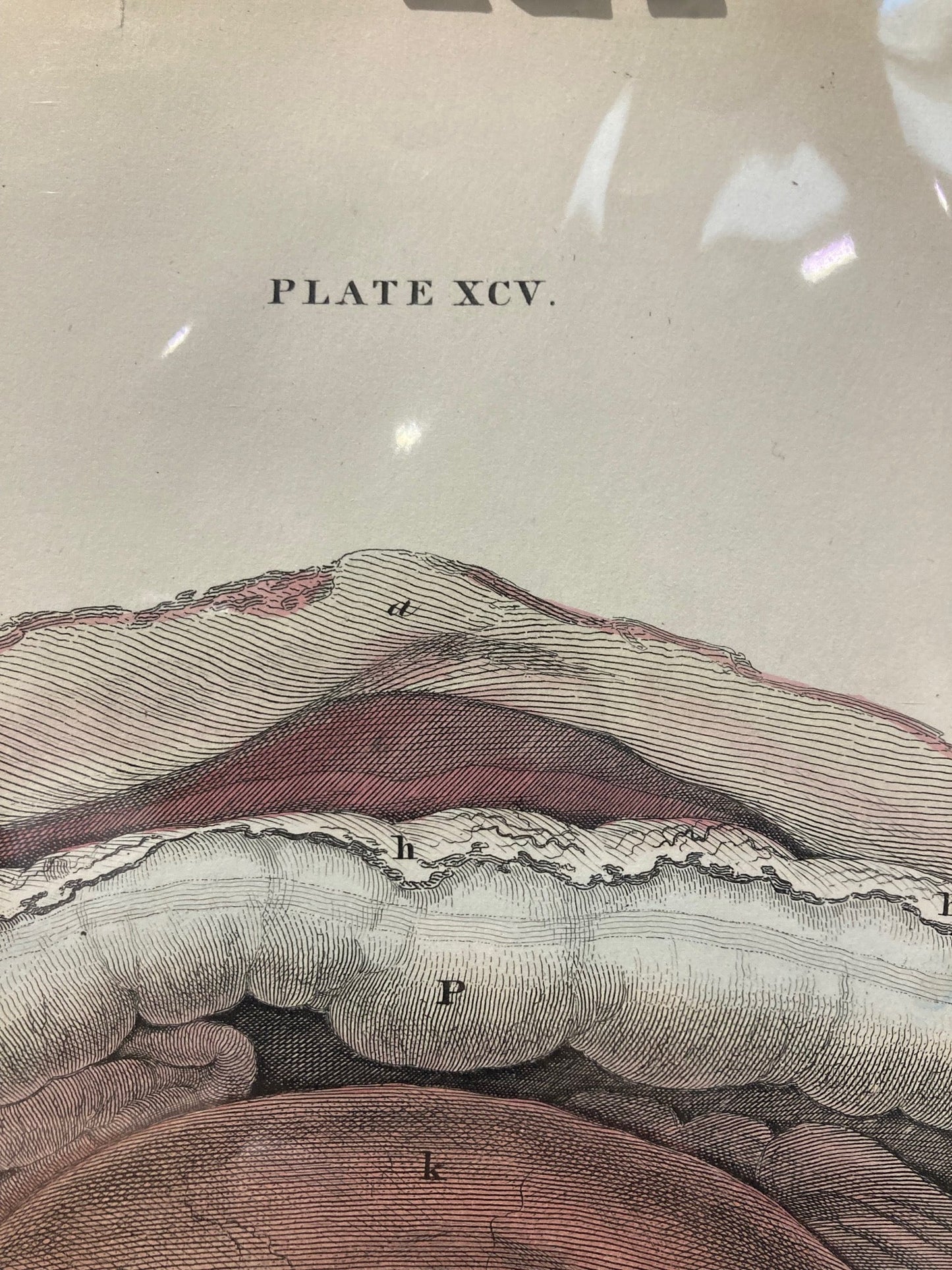 Early Anatomy - Plate XCV - ORIGINAL - Room Four