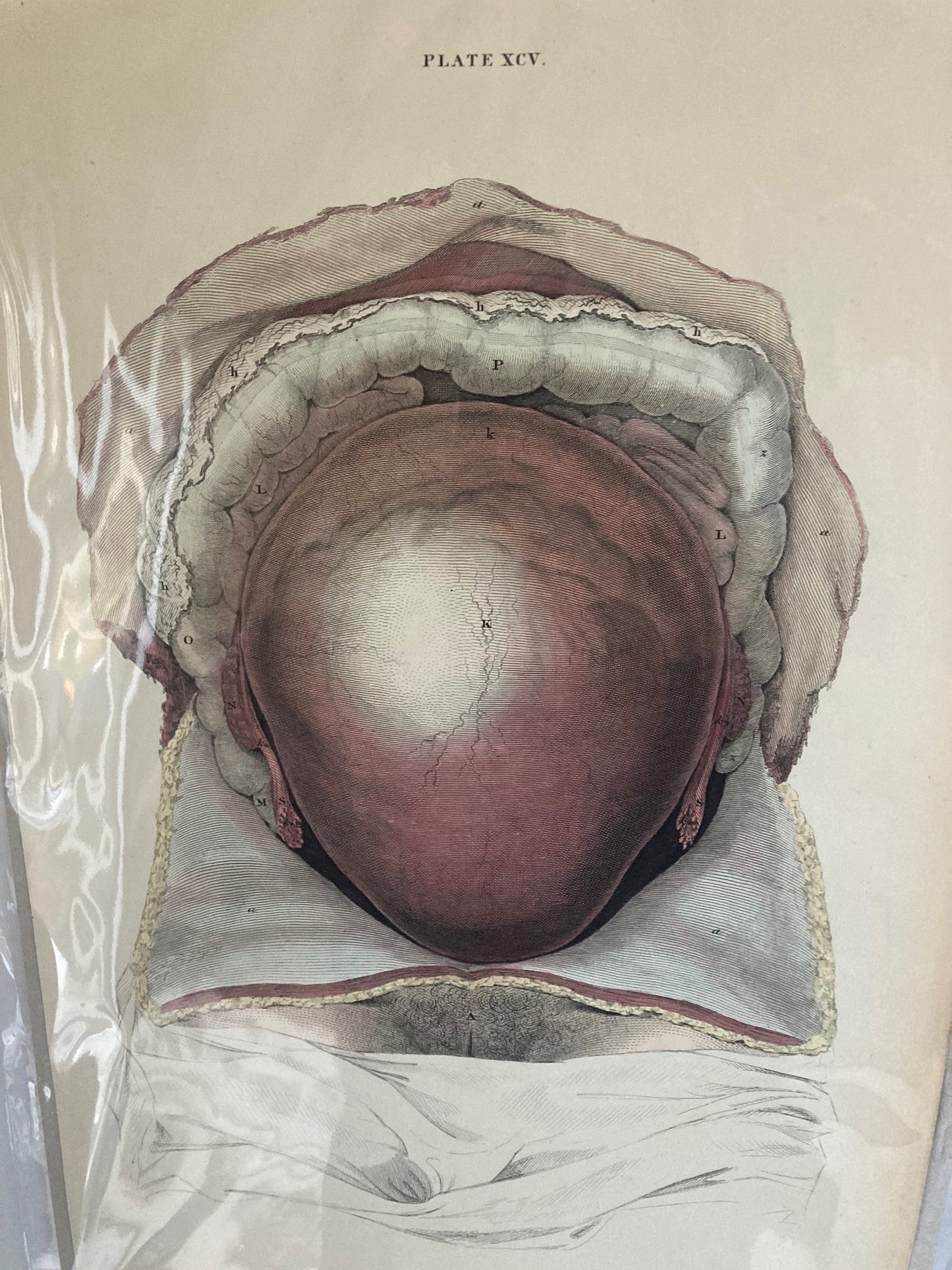 Early Anatomy - Plate XCV - ORIGINAL - Room Four