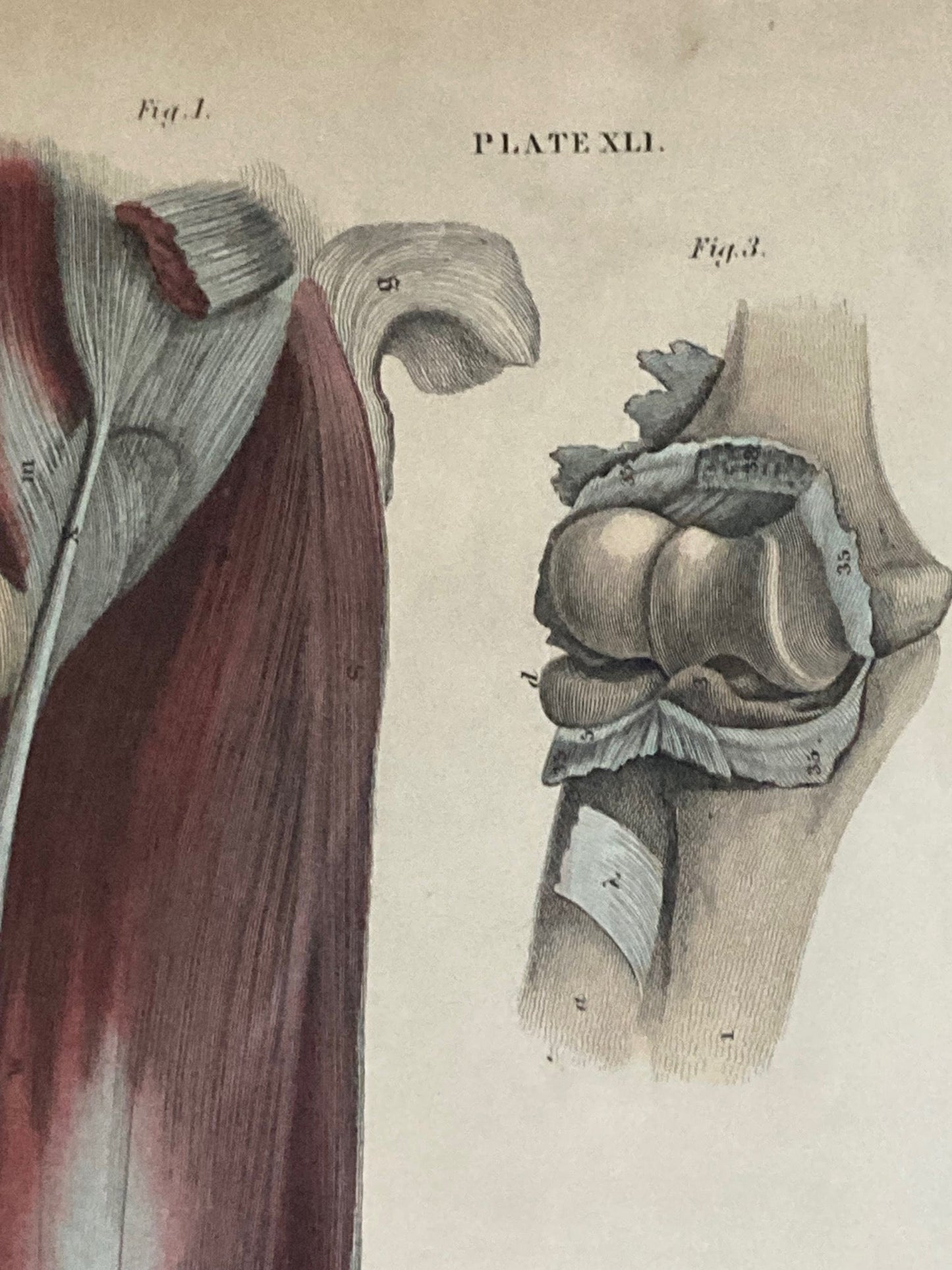 Early Anatomy - Plate XLI - ORIGINAL - Room Four