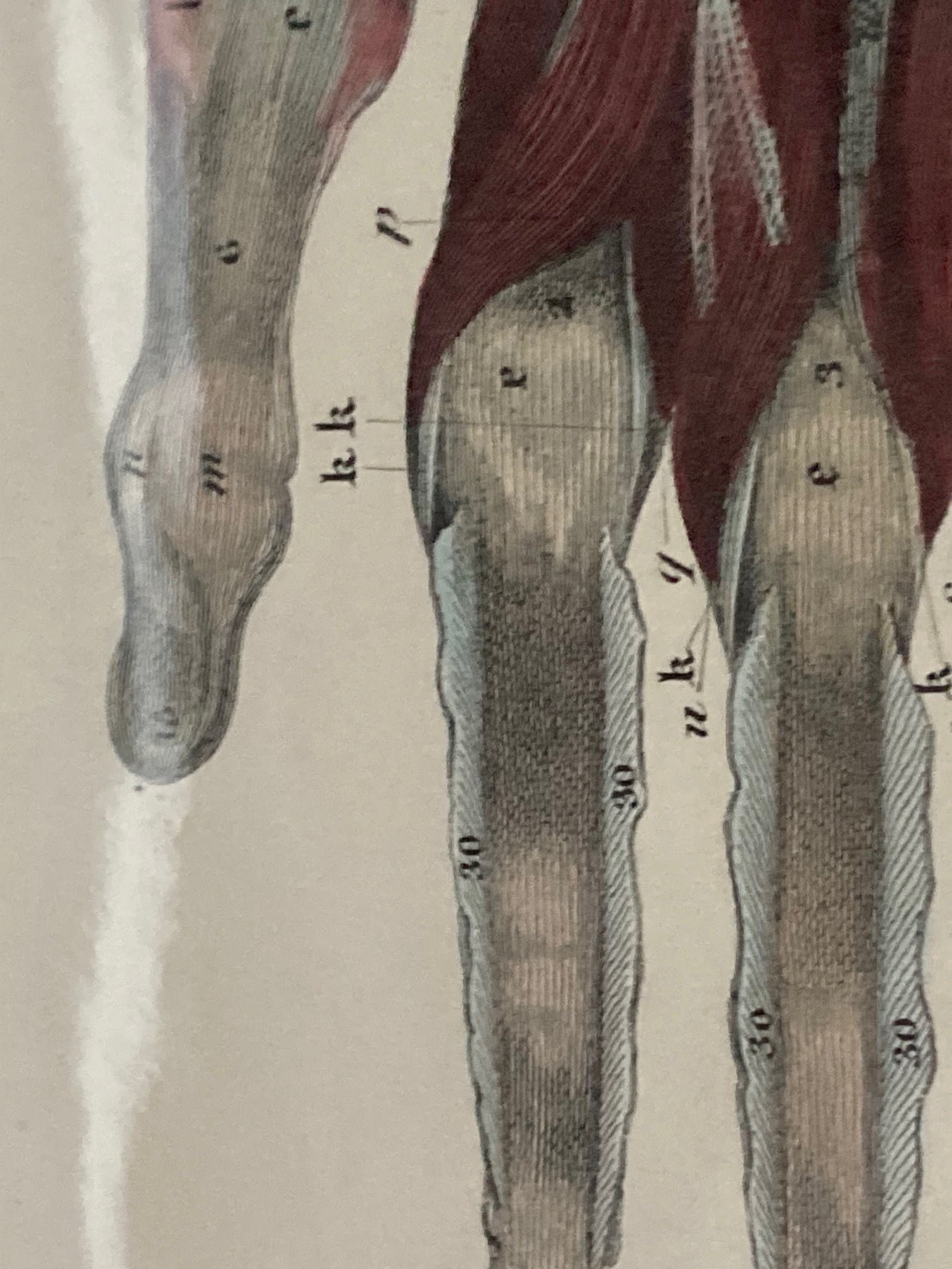 Early Anatomy - Plate XLI - ORIGINAL - Room Four