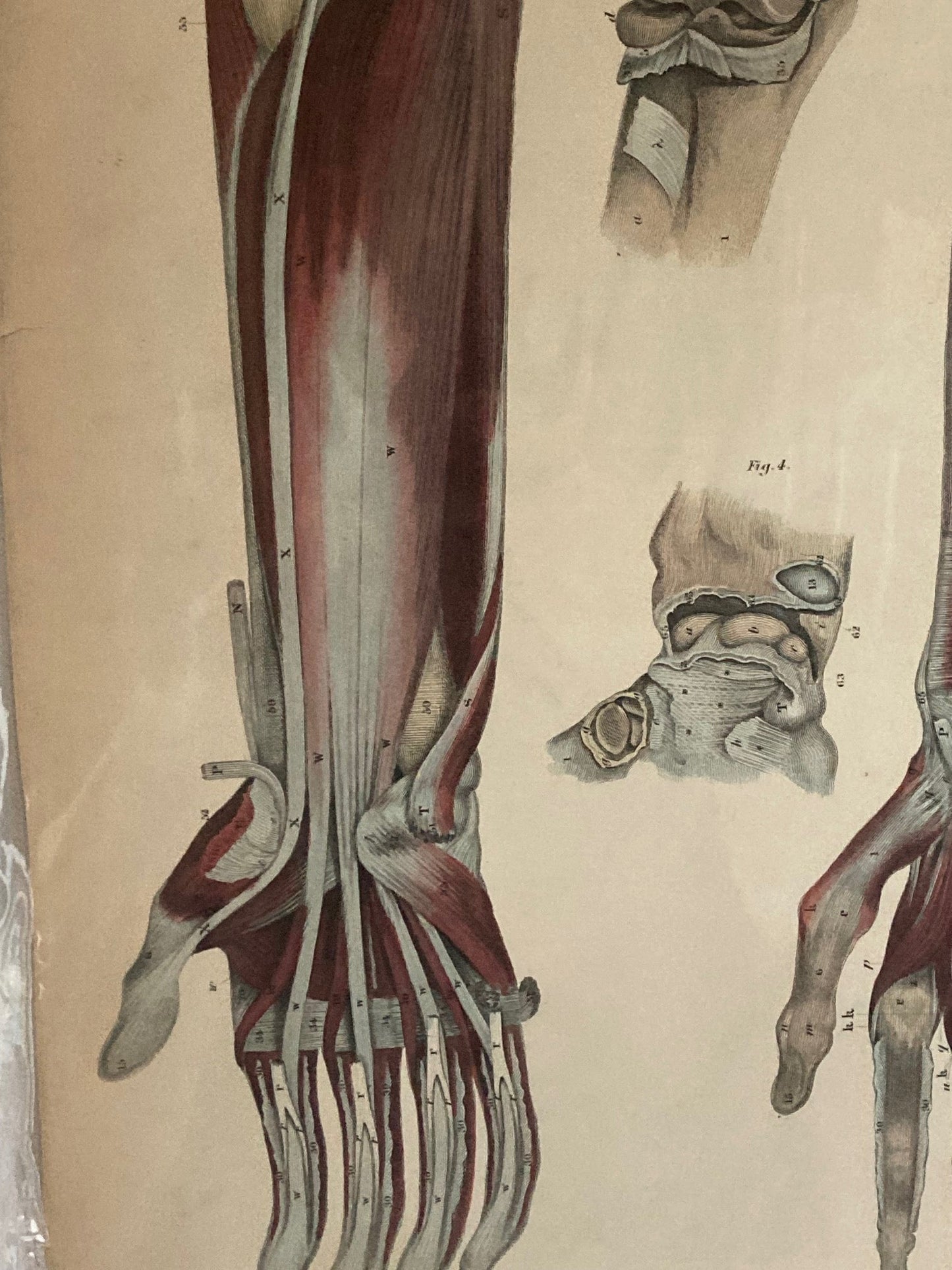 Early Anatomy - Plate XLI - ORIGINAL - Room Four
