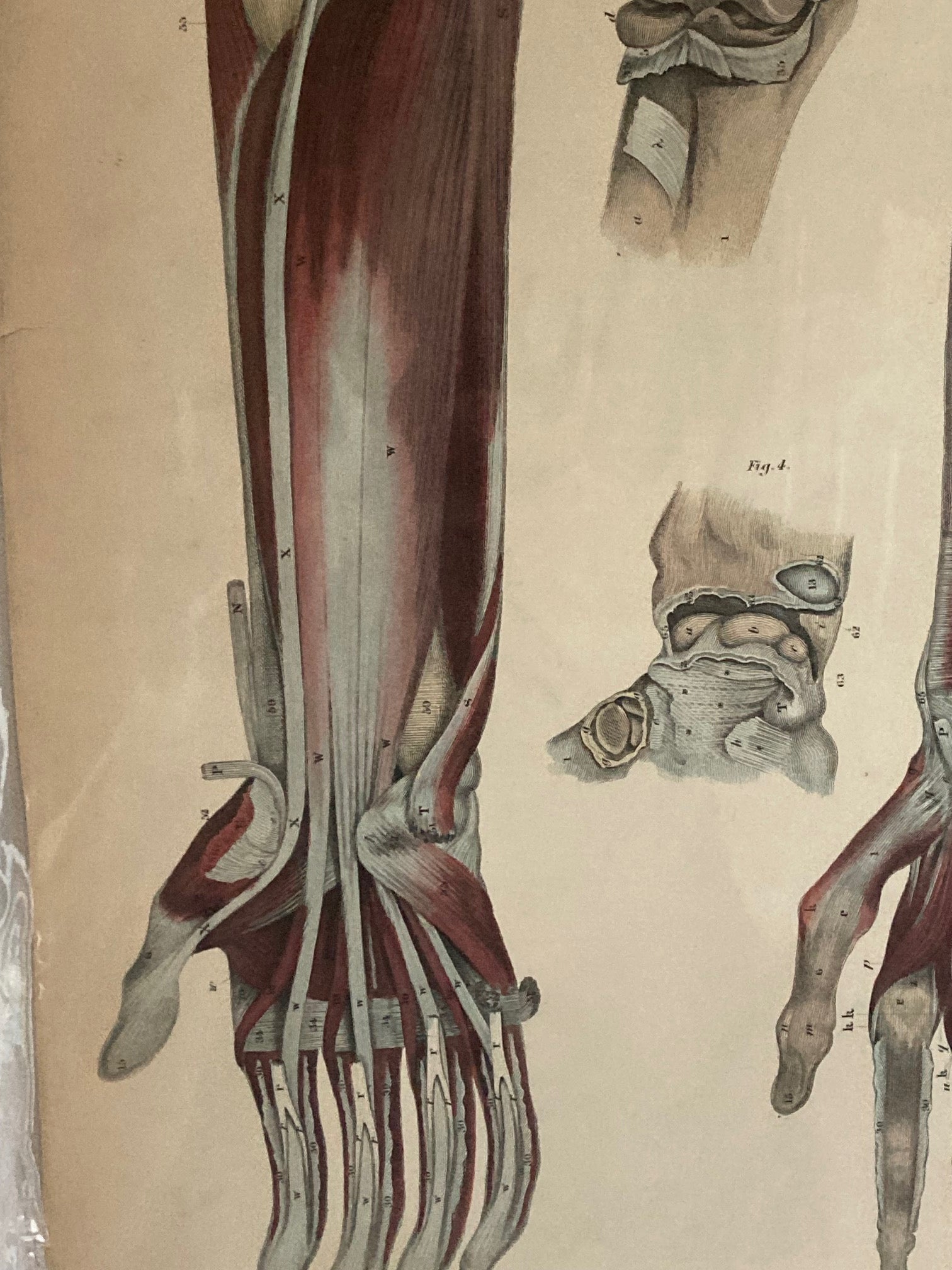 Early Anatomy - Plate XLI - ORIGINAL - Room Four