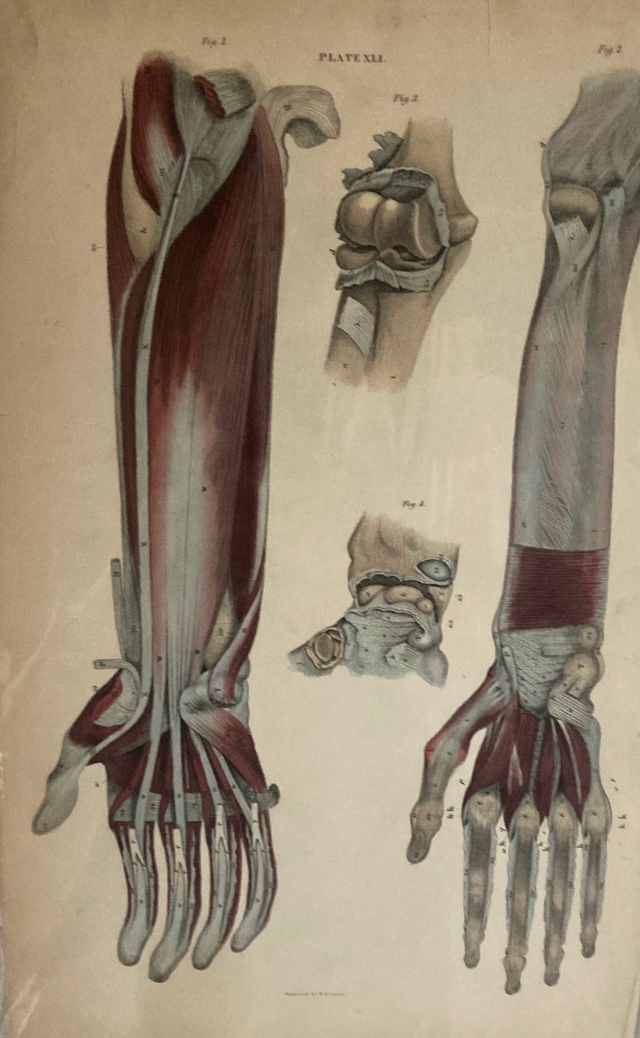 Early Anatomy - Plate XLI - ORIGINAL - Room Four