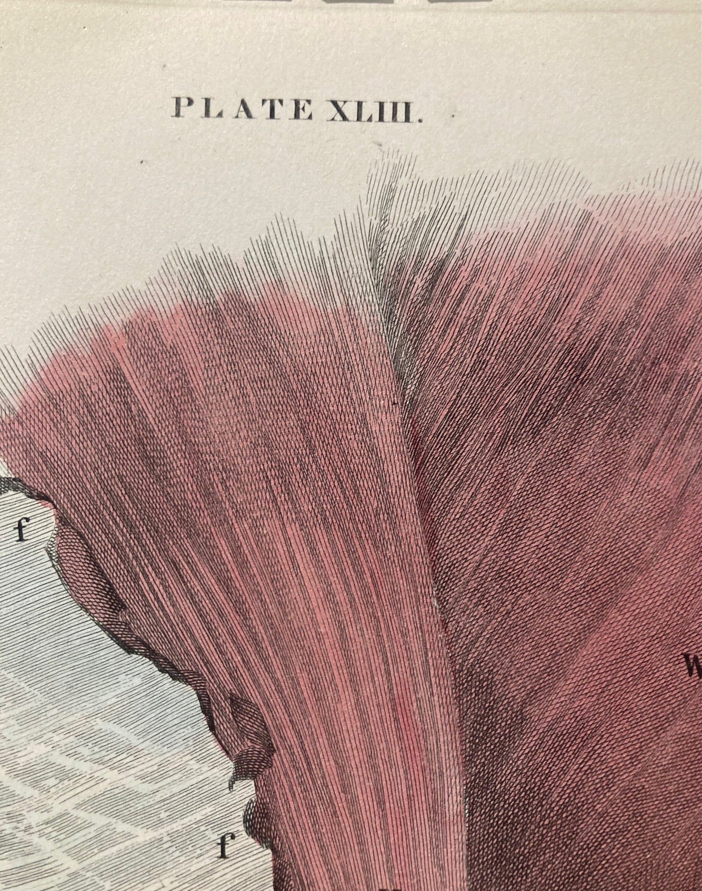 Early Anatomy - Plate XLIII - ORIGINAL - Room Four