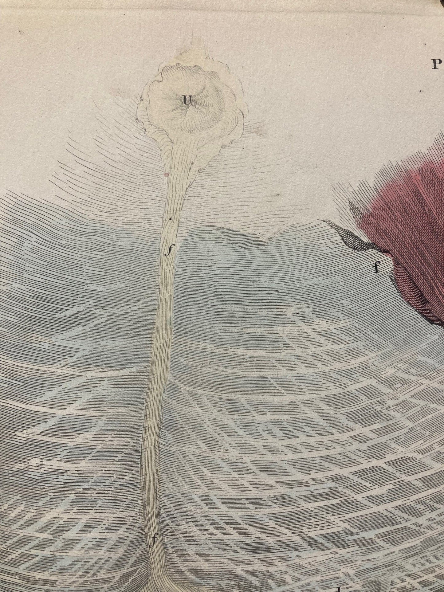 Early Anatomy - Plate XLIII - ORIGINAL - Room Four