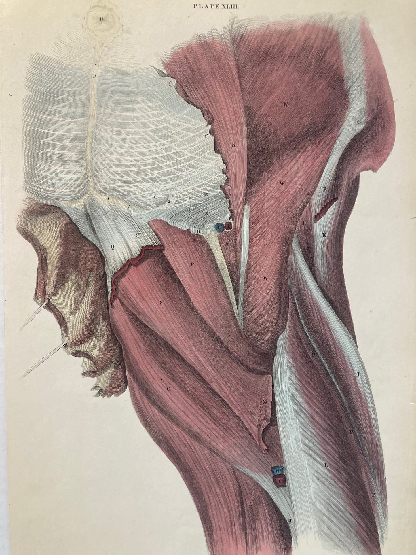 Early Anatomy - Plate XLIII - ORIGINAL - Room Four