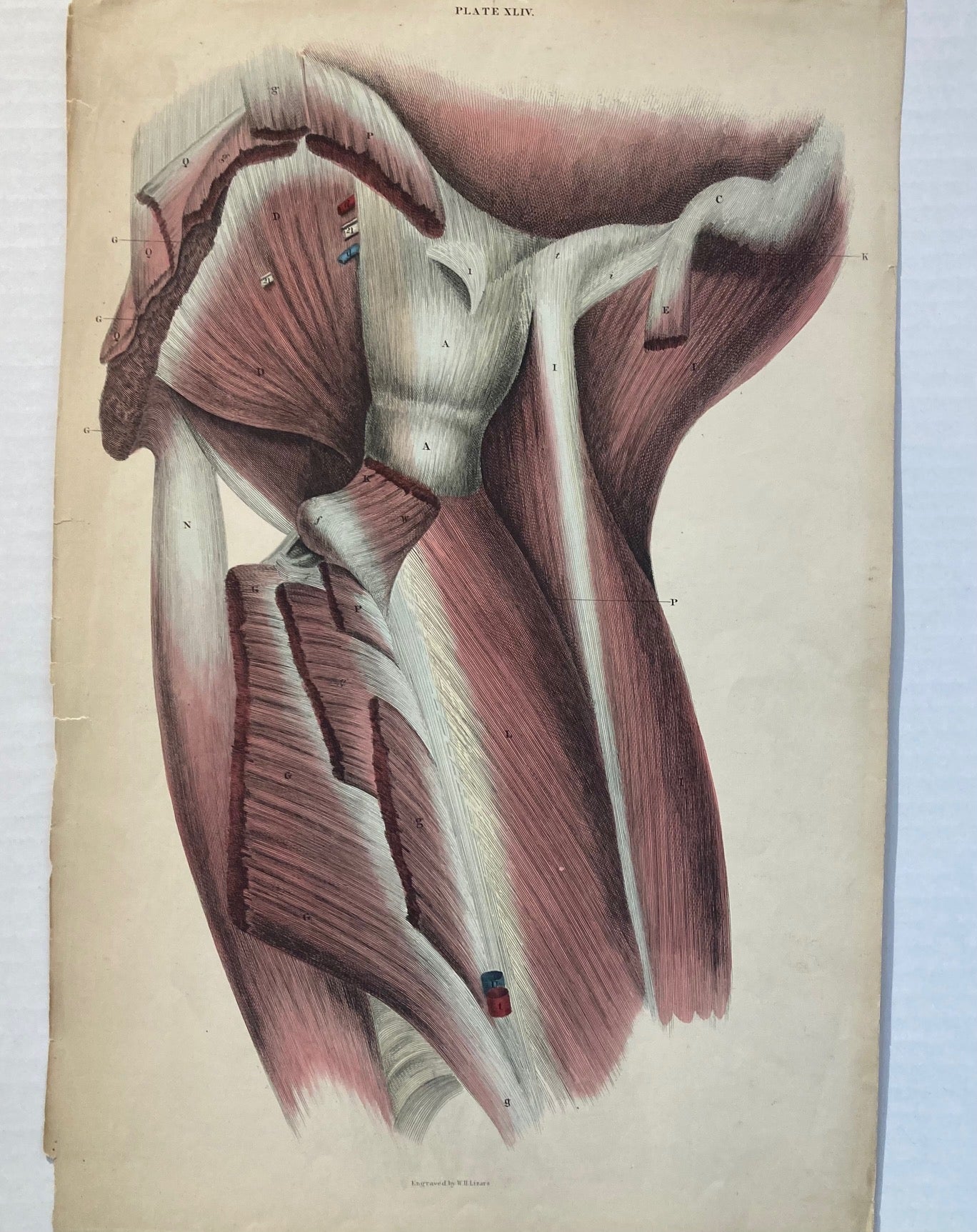 Early Anatomy - Plate XLIV - ORIGINAL - Room Four