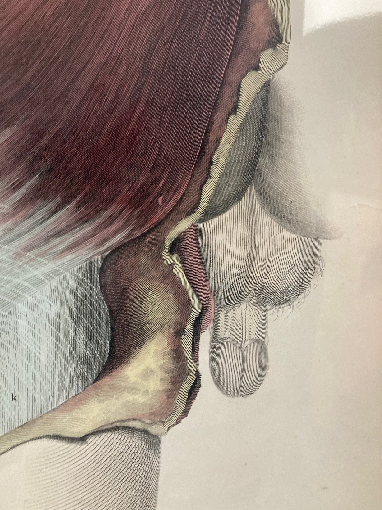Early Anatomy - Plate XLV - ORIGINAL - Room Four