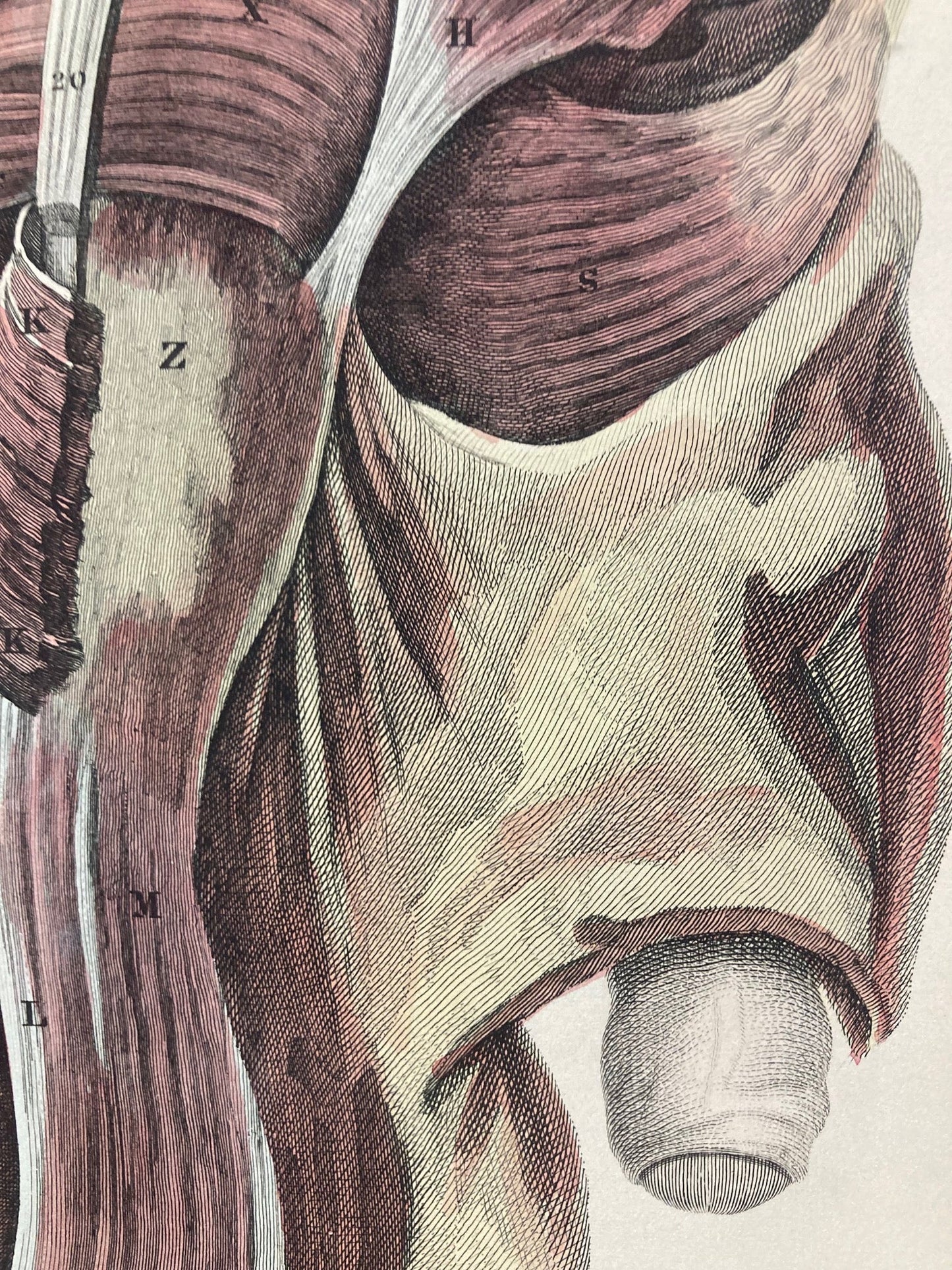 Early Anatomy - Plate XLVI - ORIGINAL - Room Four