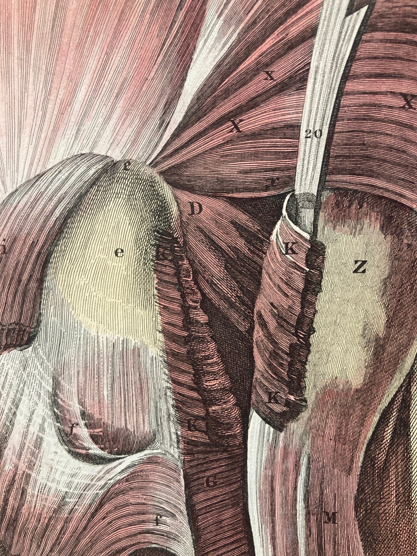 Early Anatomy - Plate XLVI - ORIGINAL - Room Four