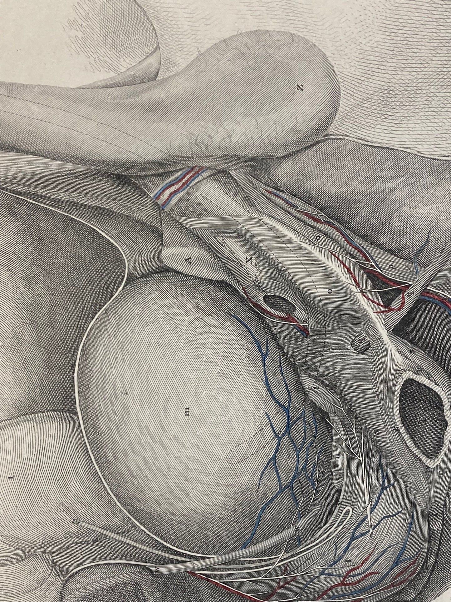 Early Anatomy - Plate XXII - ORIGINAL - Room Four