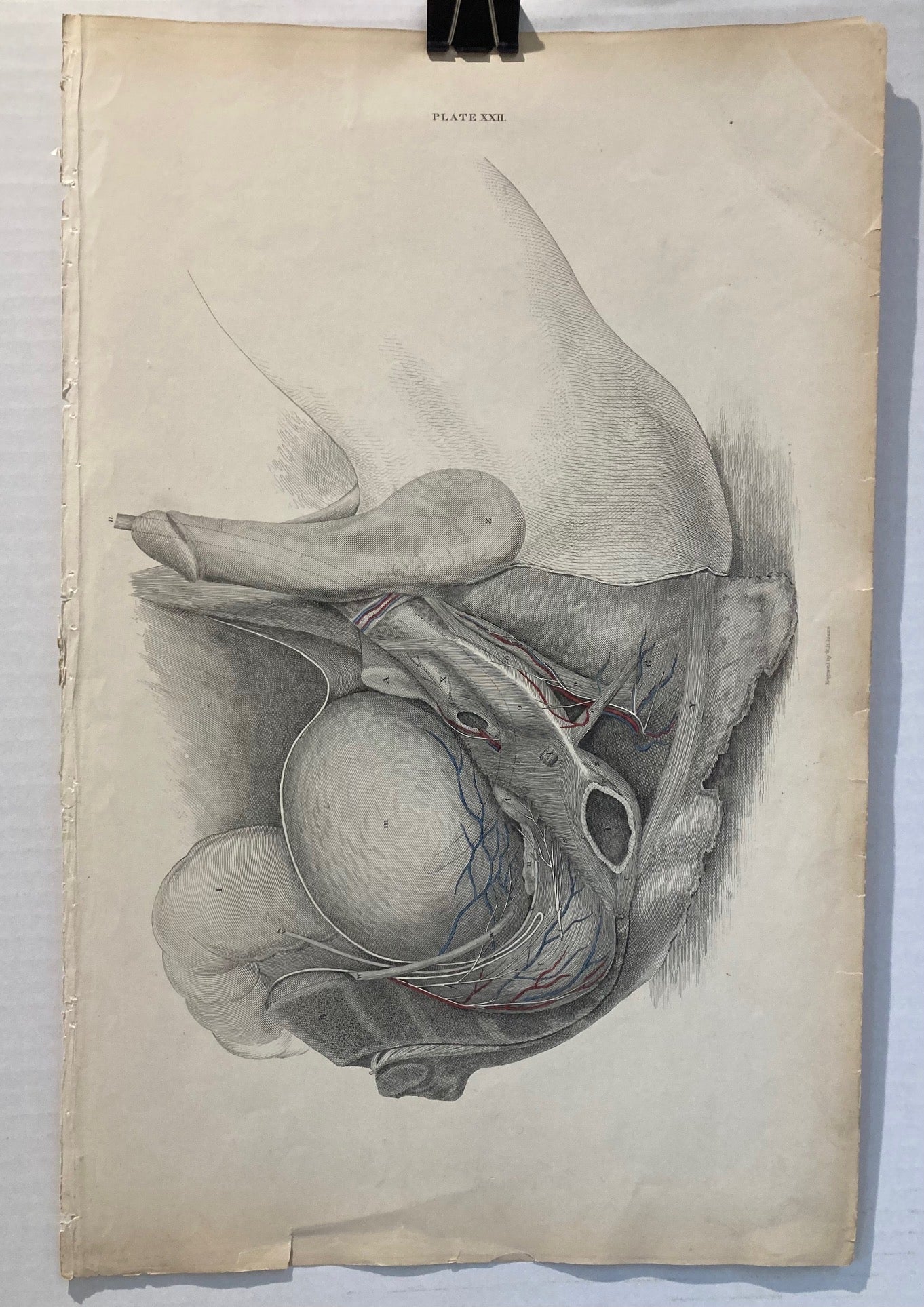 Early Anatomy - Plate XXII - ORIGINAL - Room Four