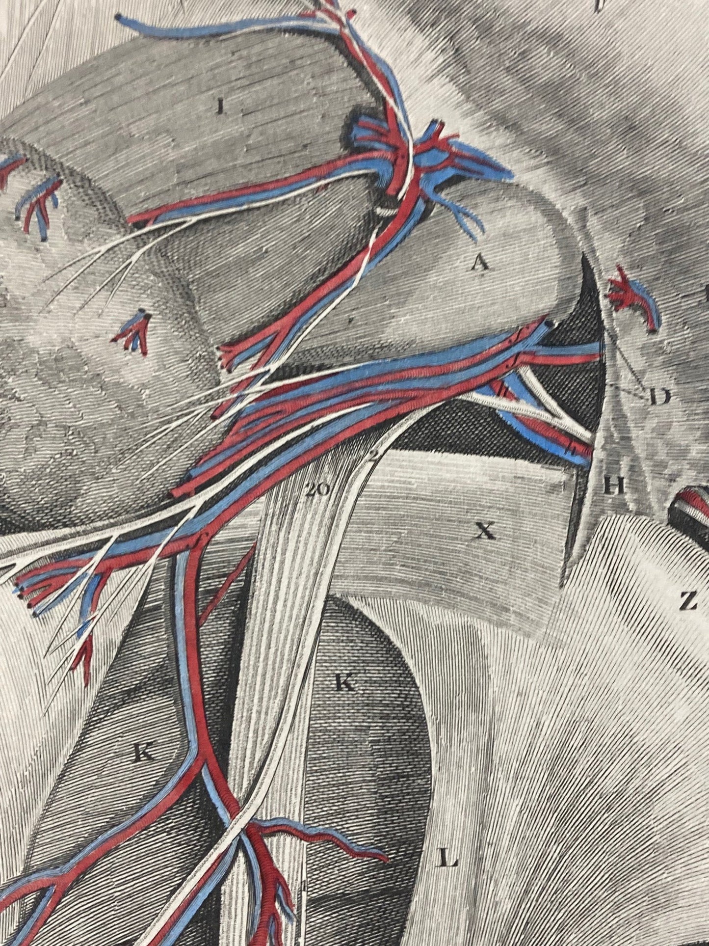 Early Anatomy - Plate XXV - ORIGINAL - Room Four
