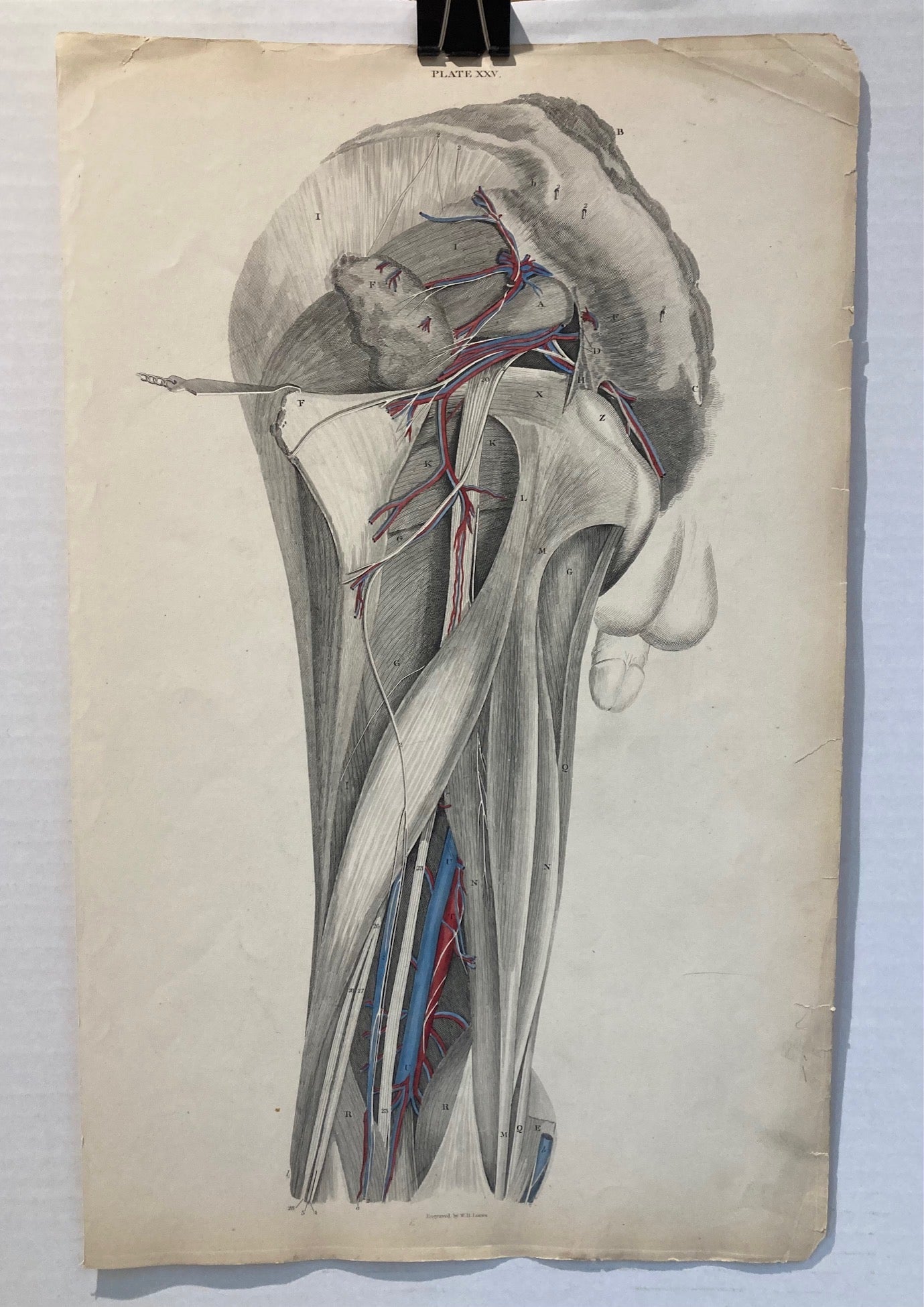 Early Anatomy - Plate XXV - ORIGINAL - Room Four