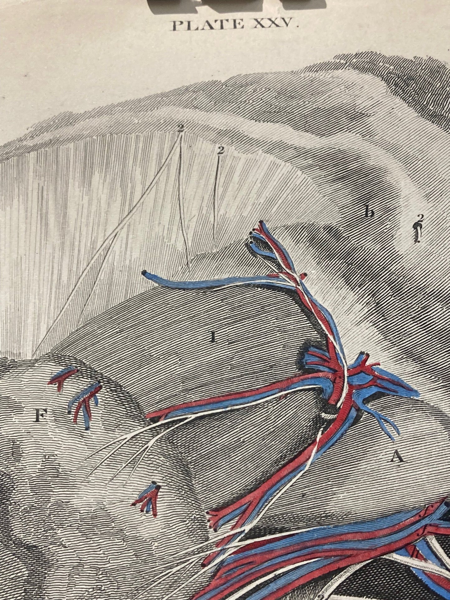 Early Anatomy - Plate XXV - ORIGINAL - Room Four