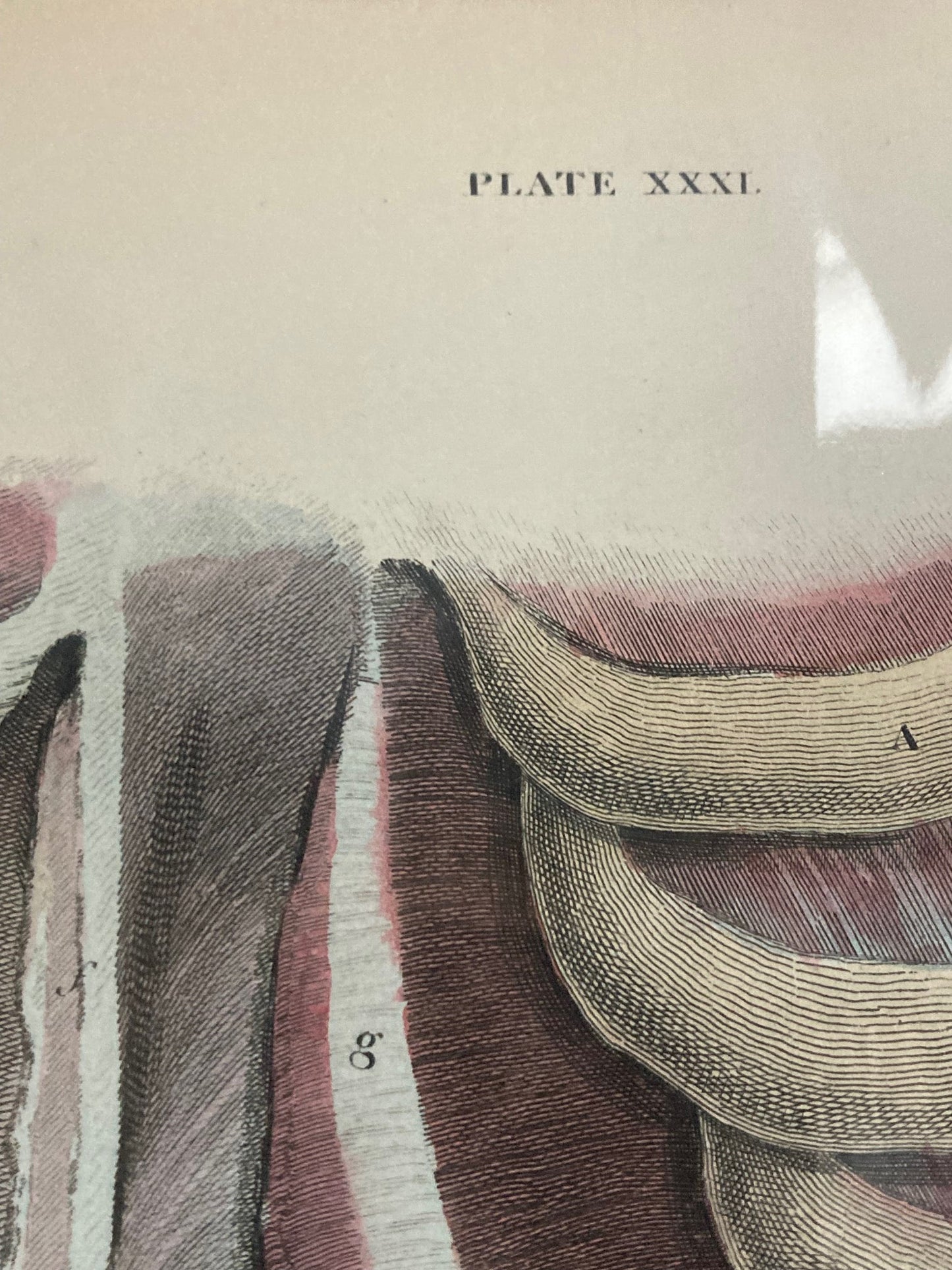 Early Anatomy - Plate XXXI - ORIGINAL - Room Four