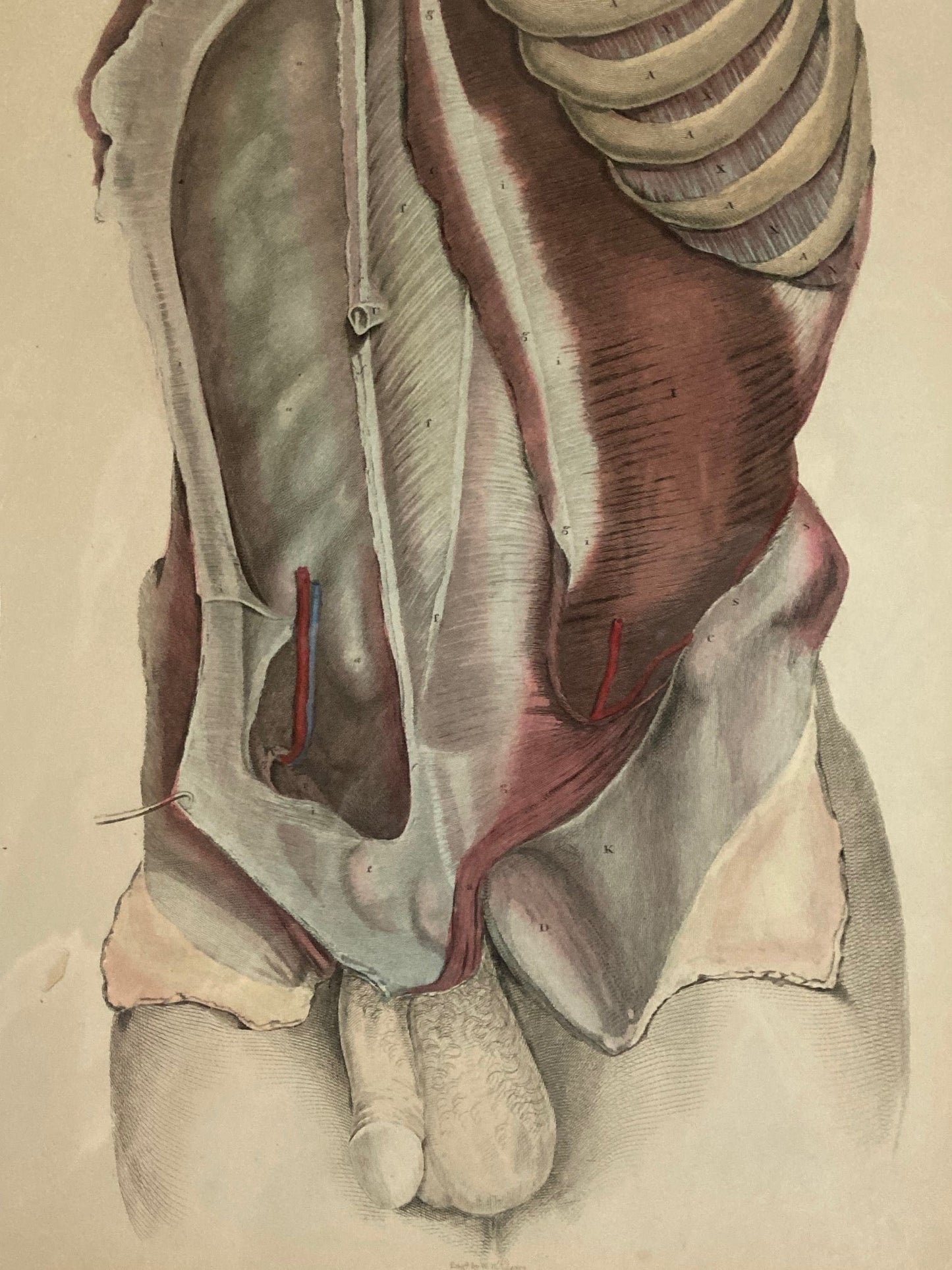 Early Anatomy - Plate XXXI - ORIGINAL - Room Four