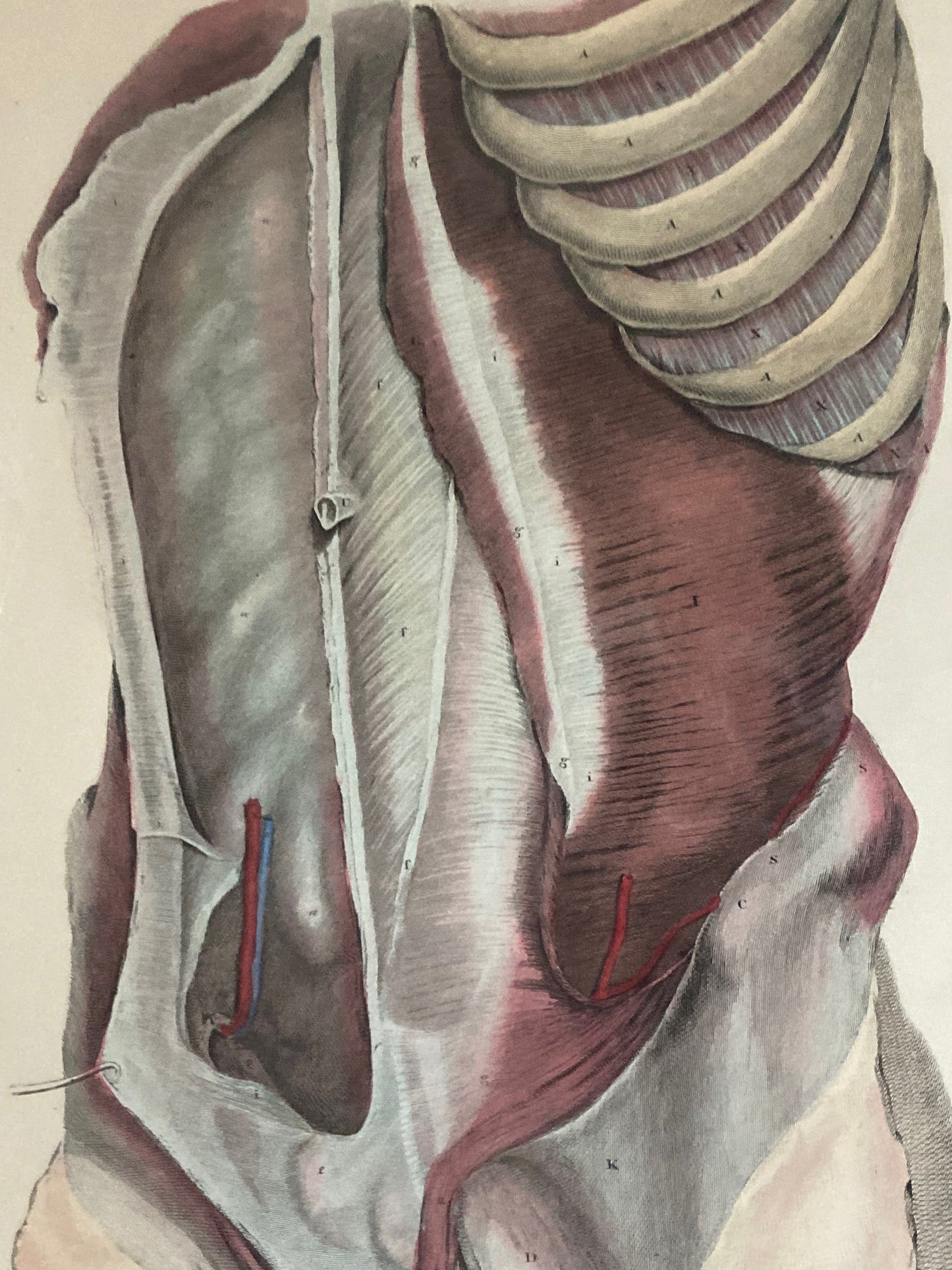 Early Anatomy - Plate XXXI - ORIGINAL - Room Four