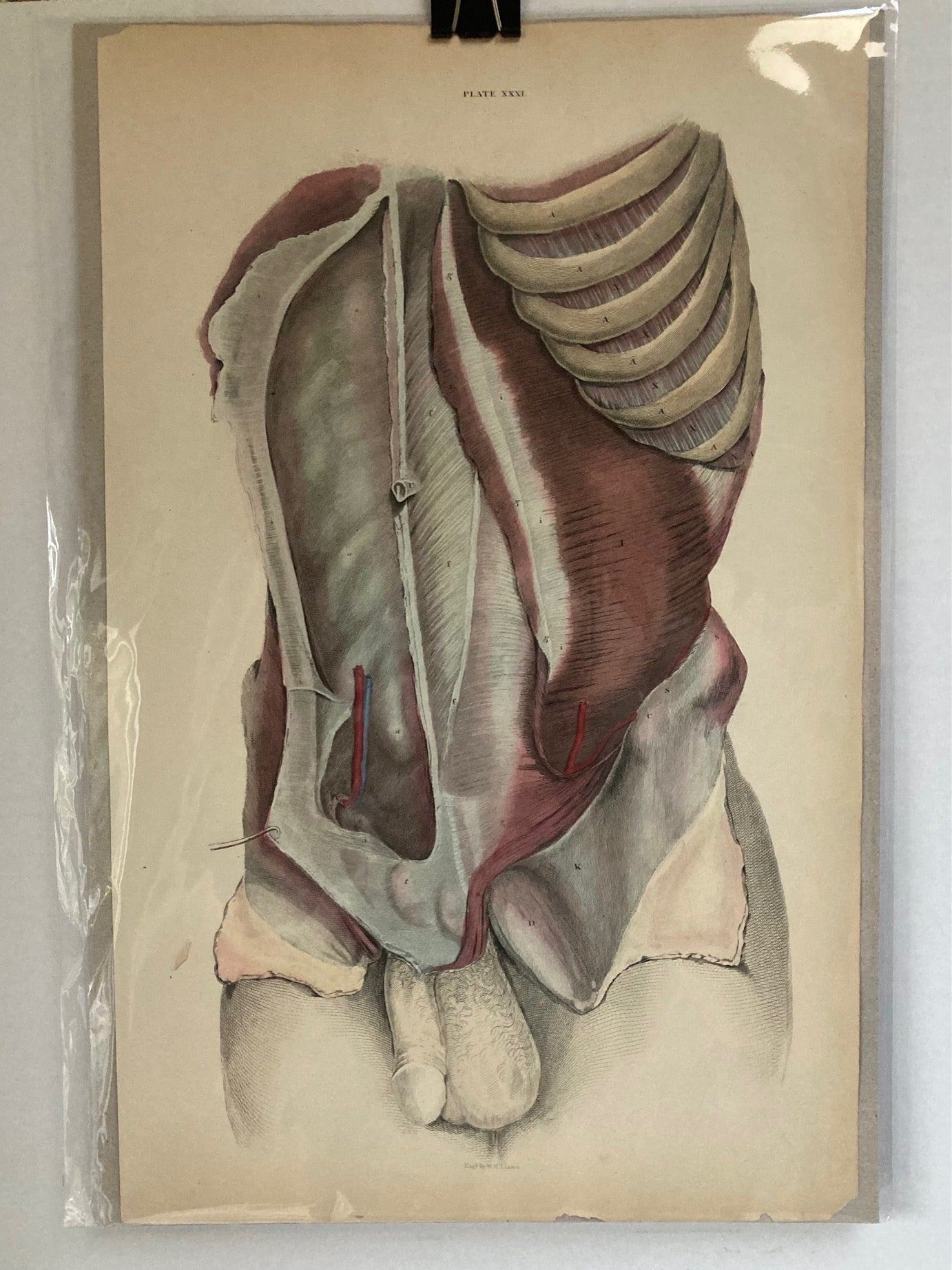 Early Anatomy - Plate XXXI - ORIGINAL - Room Four