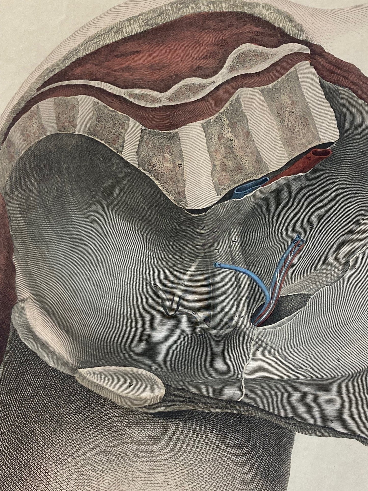 Early Anatomy - Plate XXXVI - ORIGINAL - Room Four