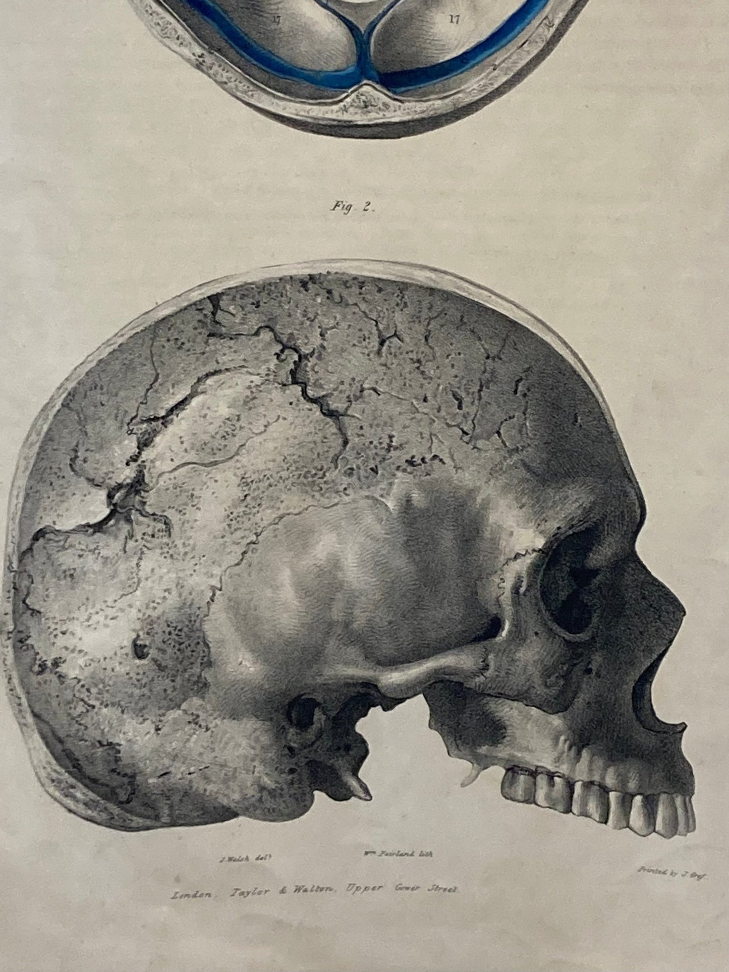Human Skull ... Wall Art Digital Print - Room Four