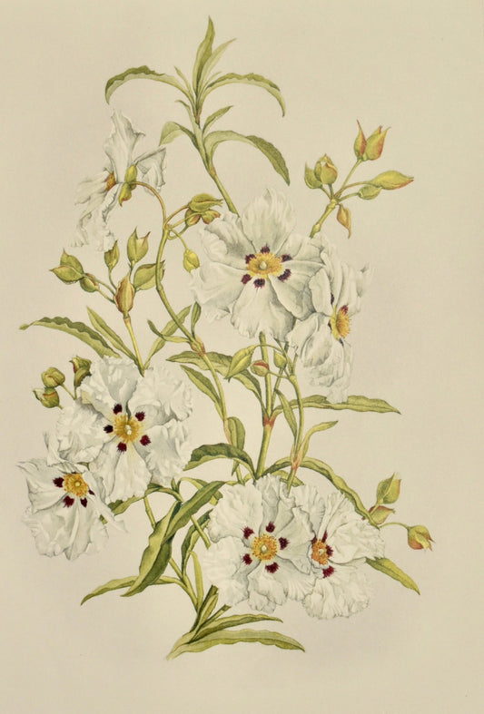 Limited Edition Botanical Print "Cistos X Cyprius" by Elizabeth Cameron - Room Four