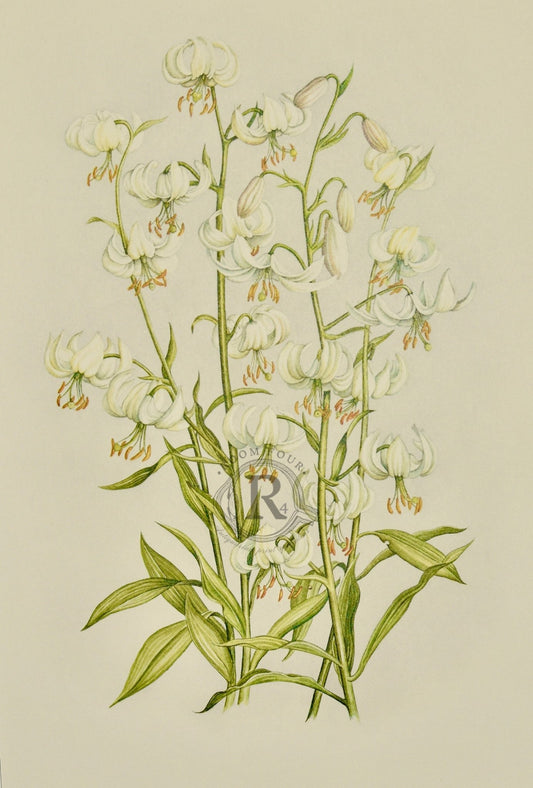 Limited Edition Botanical Print "Lilium Martagon Album" by Elizabeth Cameron - Room Four