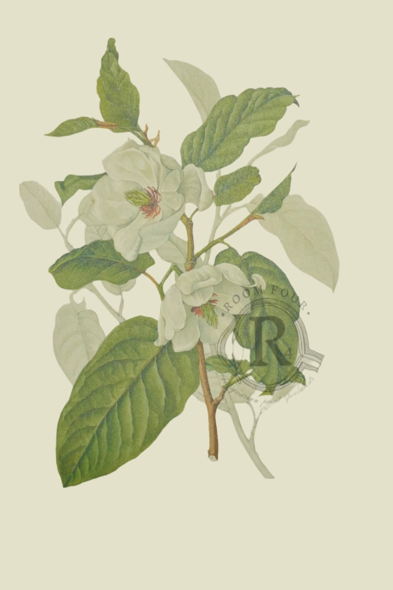 Limited Edition Botanical Print "Magnolia Wilson " by Elizabeth Cameron - Room Four