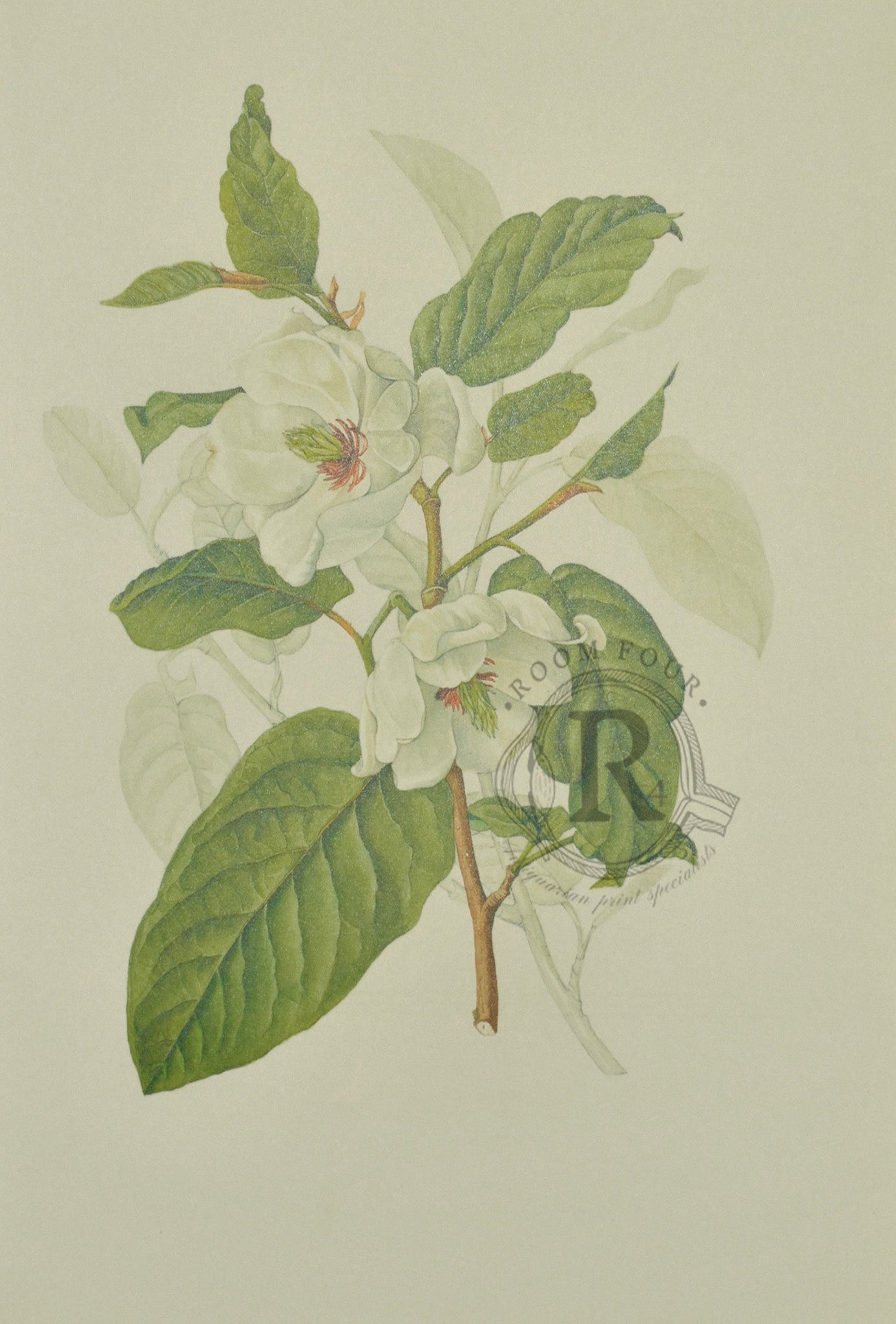 Limited Edition Botanical Print "Magnolia Wilson " by Elizabeth Cameron - Room Four