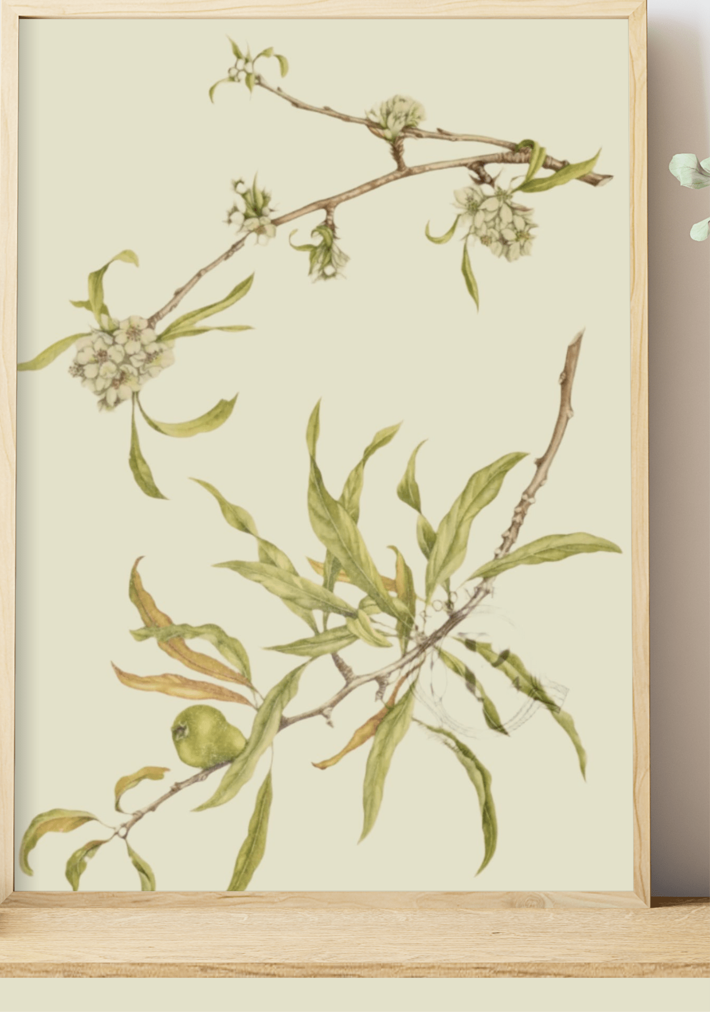 Limited Edition Botanical Print "Pyrus Salicifolia" by Elizabeth Cameron - Room Four