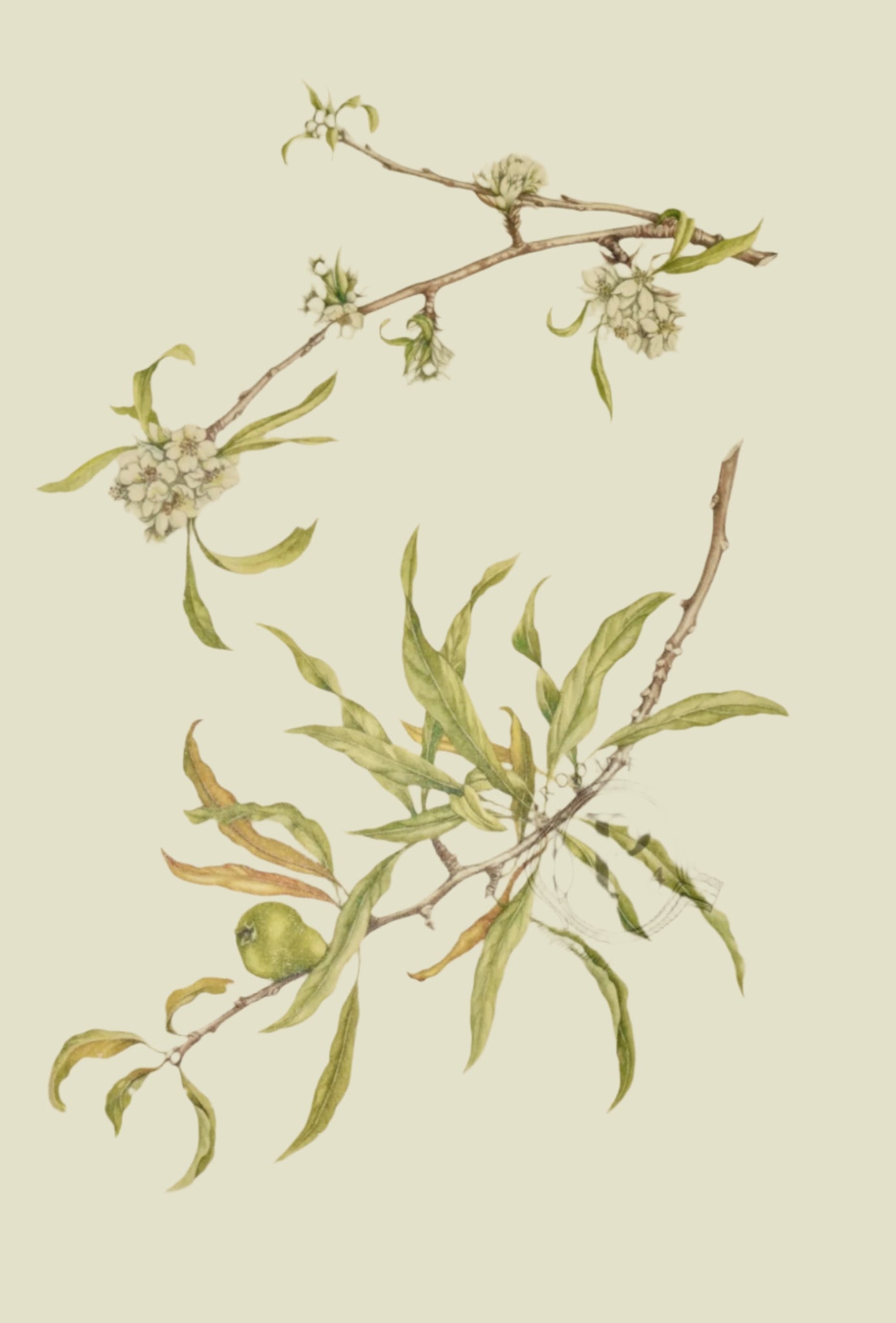 Limited Edition Botanical Print "Pyrus Salicifolia" by Elizabeth Cameron - Room Four